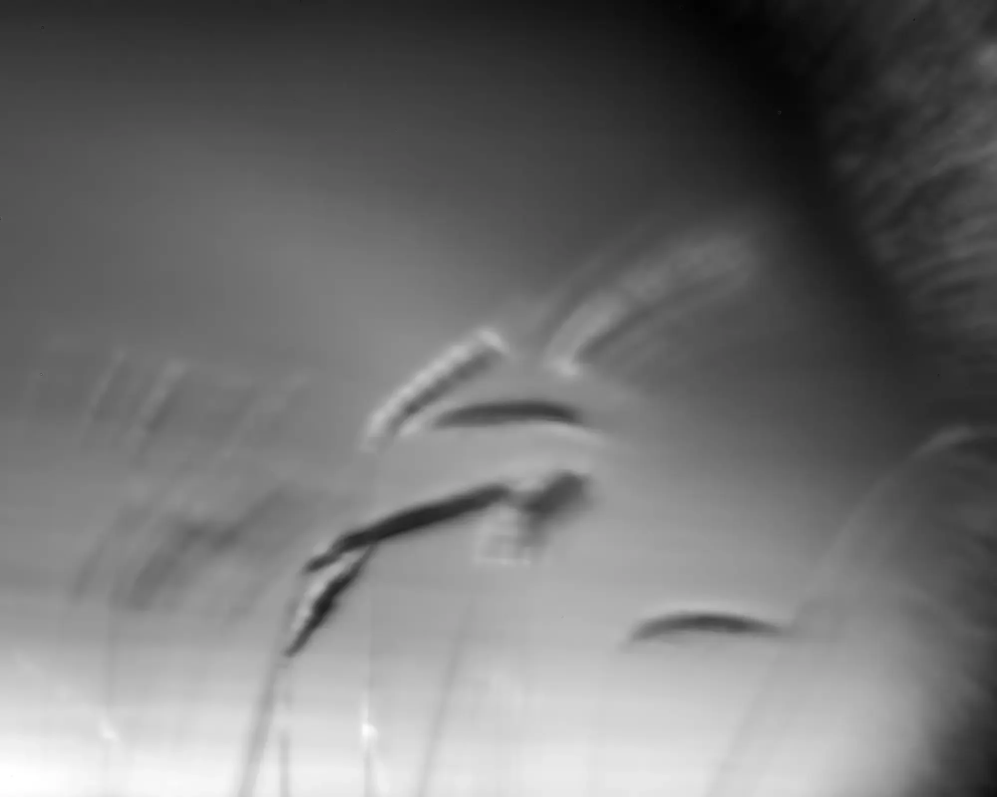 Pinhole_wheat_Close-up.webp