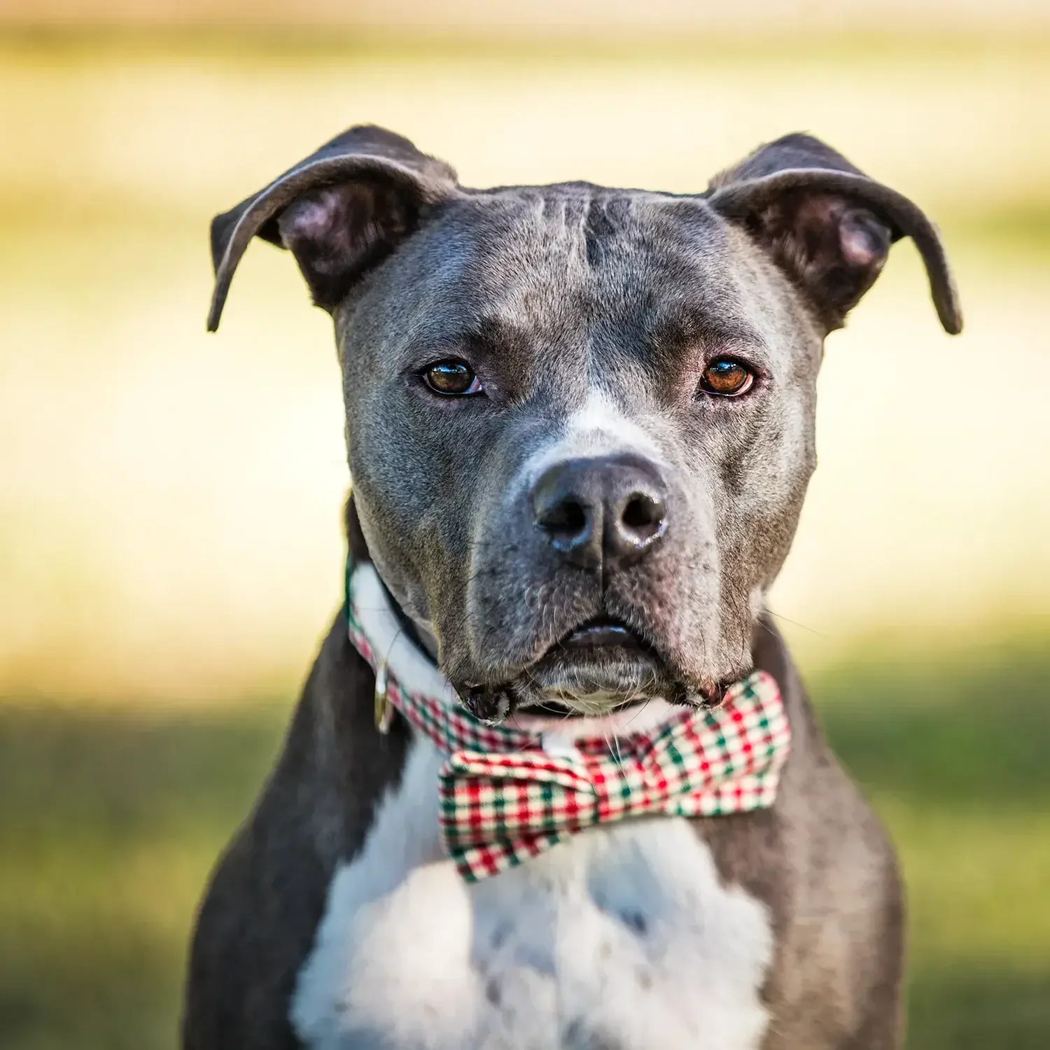 senior-dog-bowtie-reid-park-tucson.webp