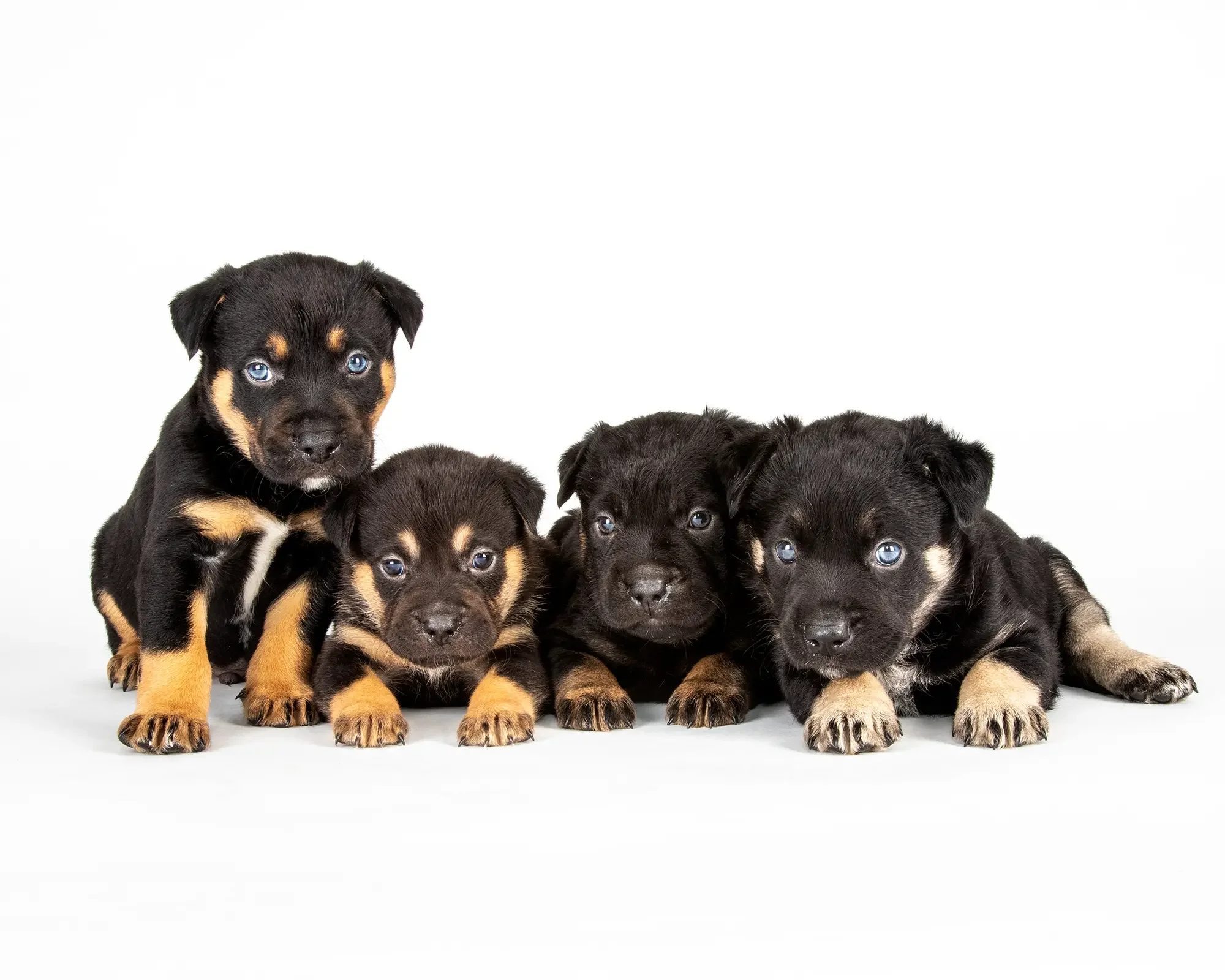 Four black and tan puppies lined up on a white background