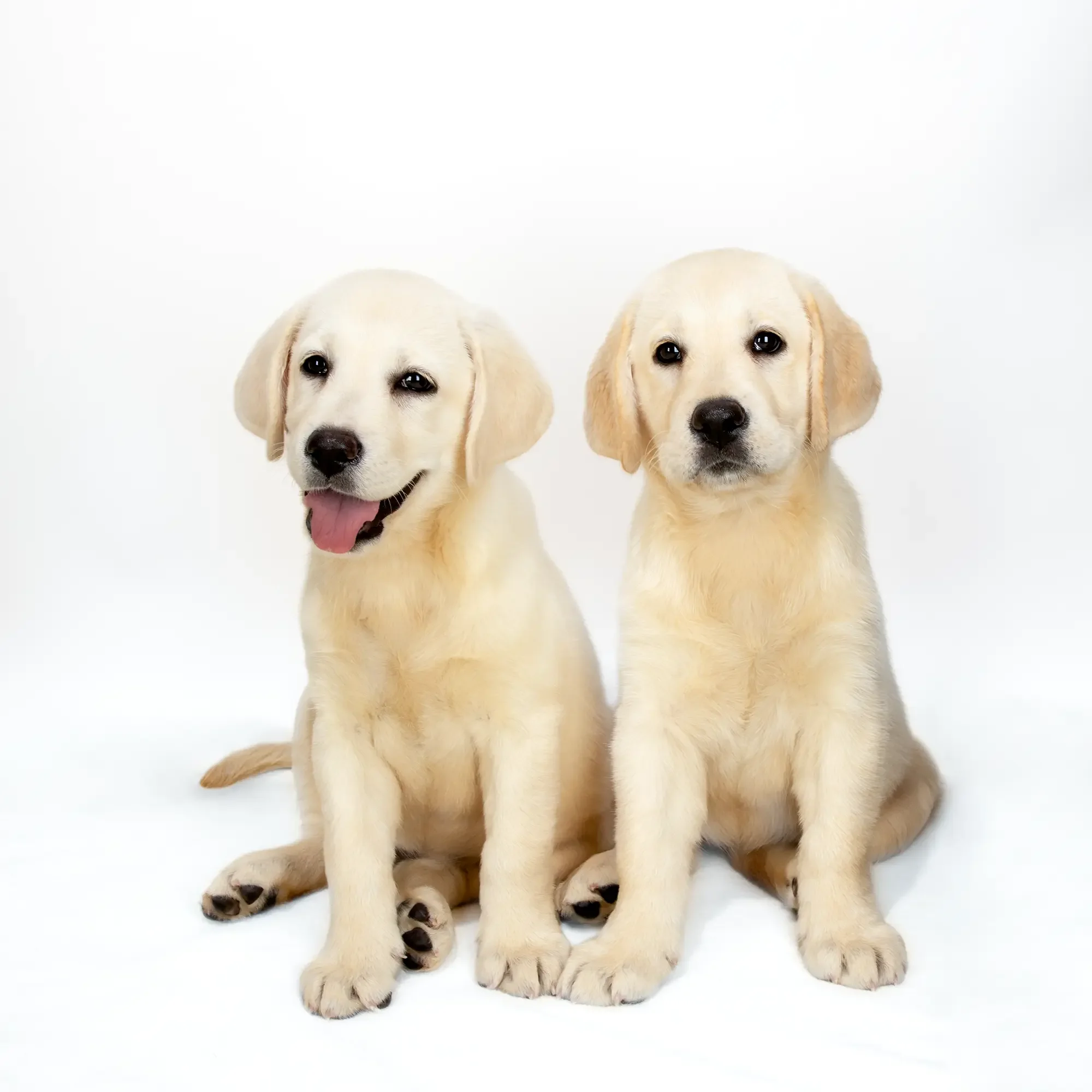 Two yellow Labrador puppies photographed on a white background