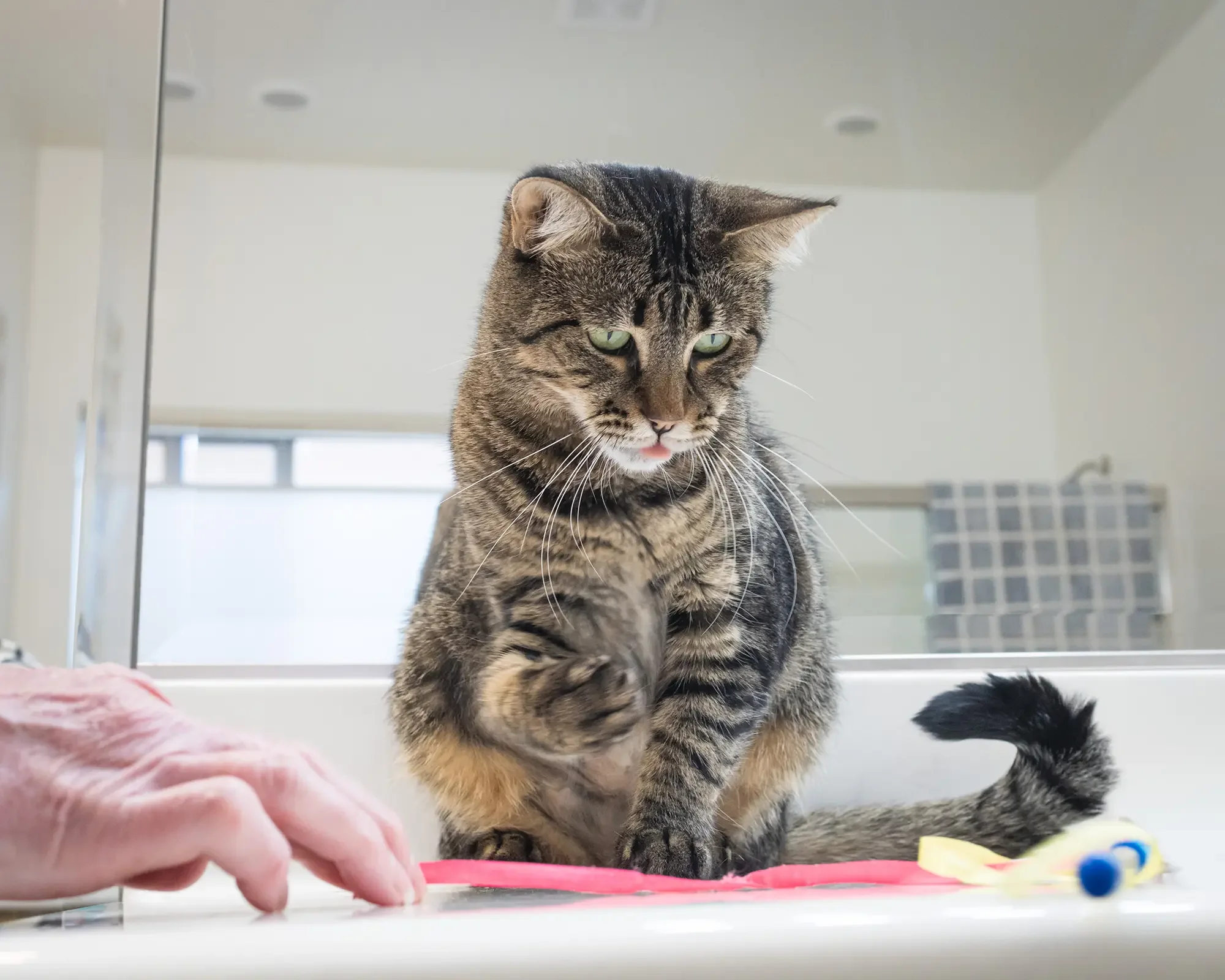 Booba Is Ready for Her Close-Up | HSSA Foster Cat — Michael Kloth ...