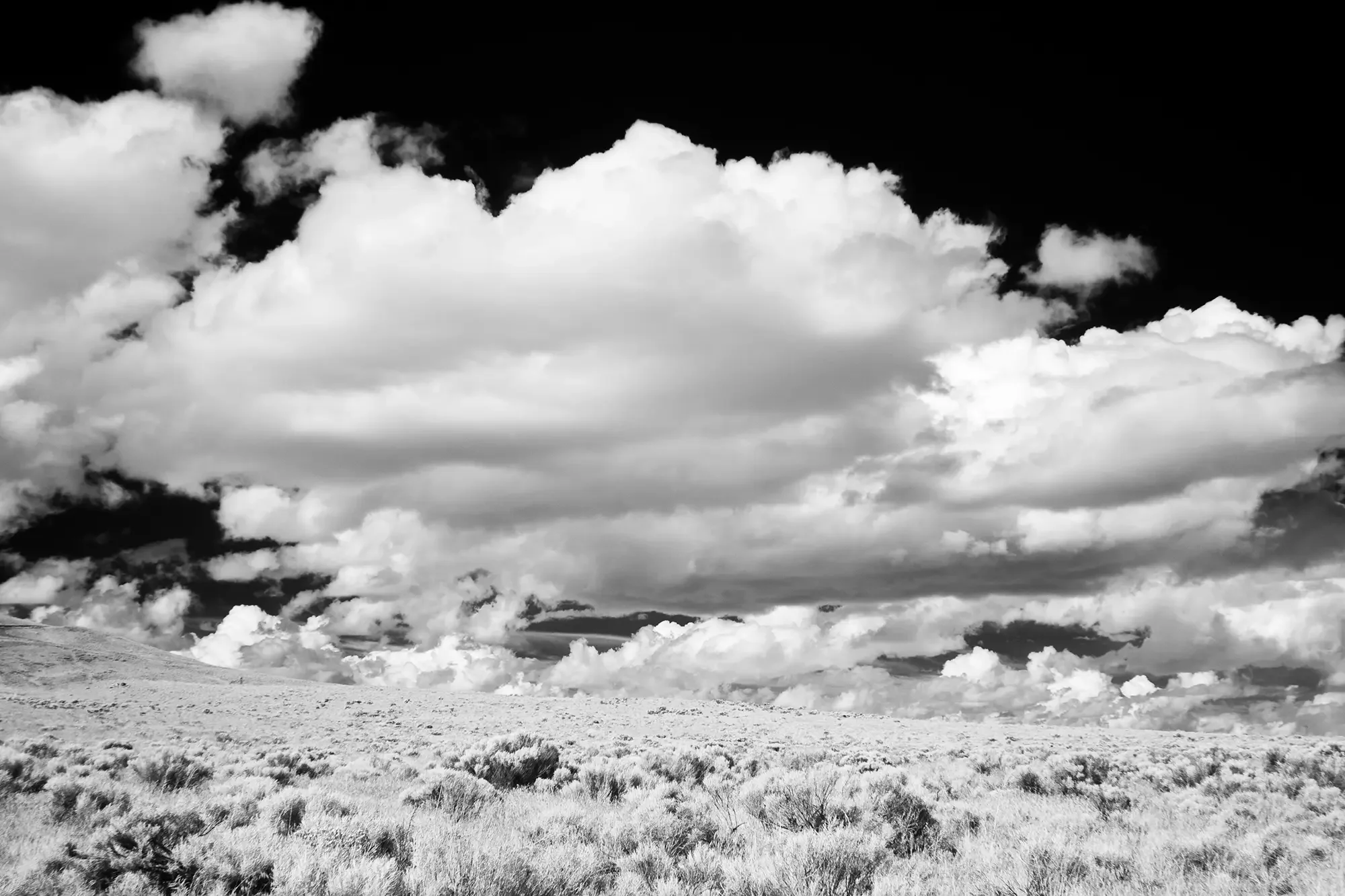 Sagebrush_Flat_Columbia_Basin.webp
