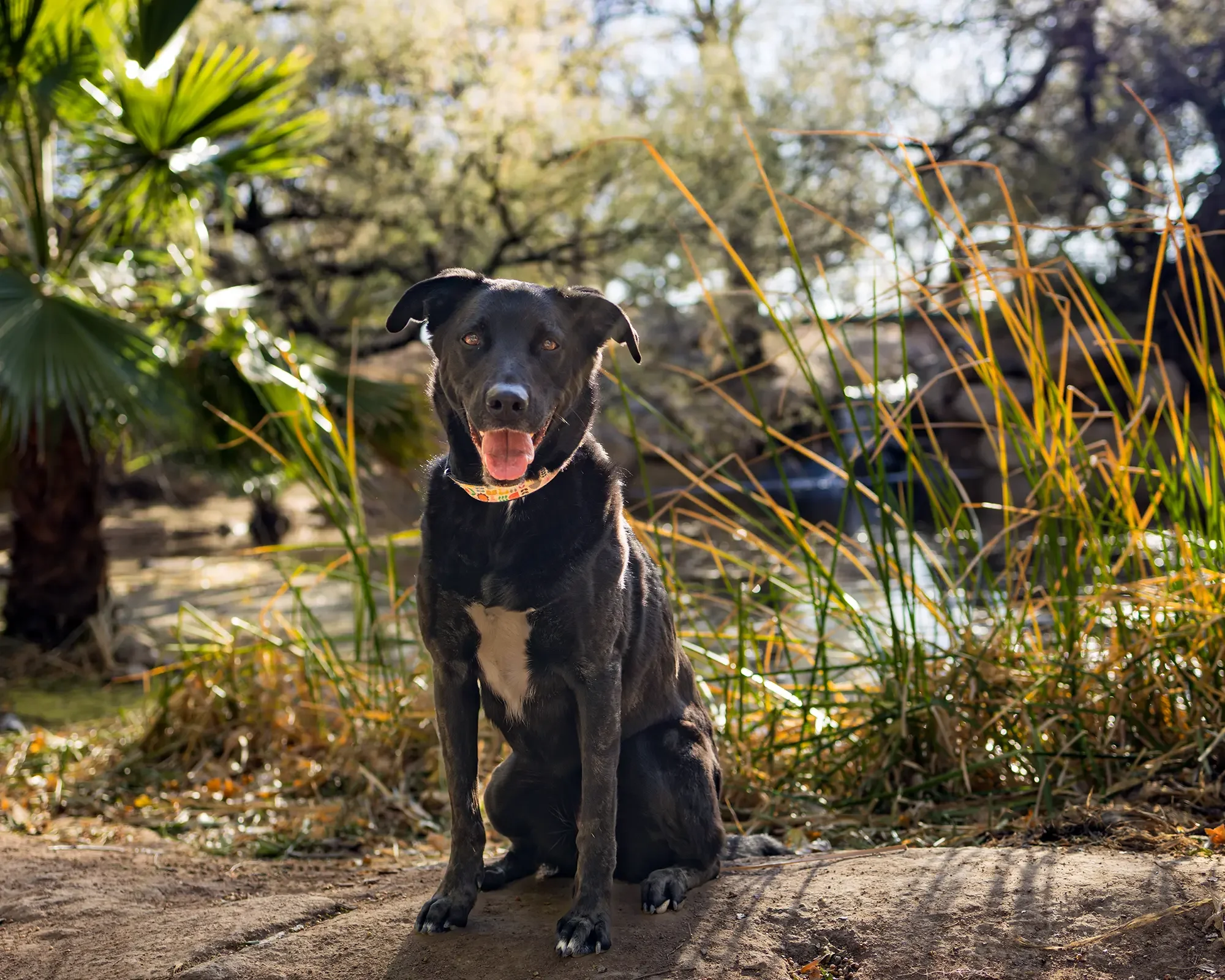 A dog photographed in front of a pond at Ft. Lowell Park in Tucson, AZ