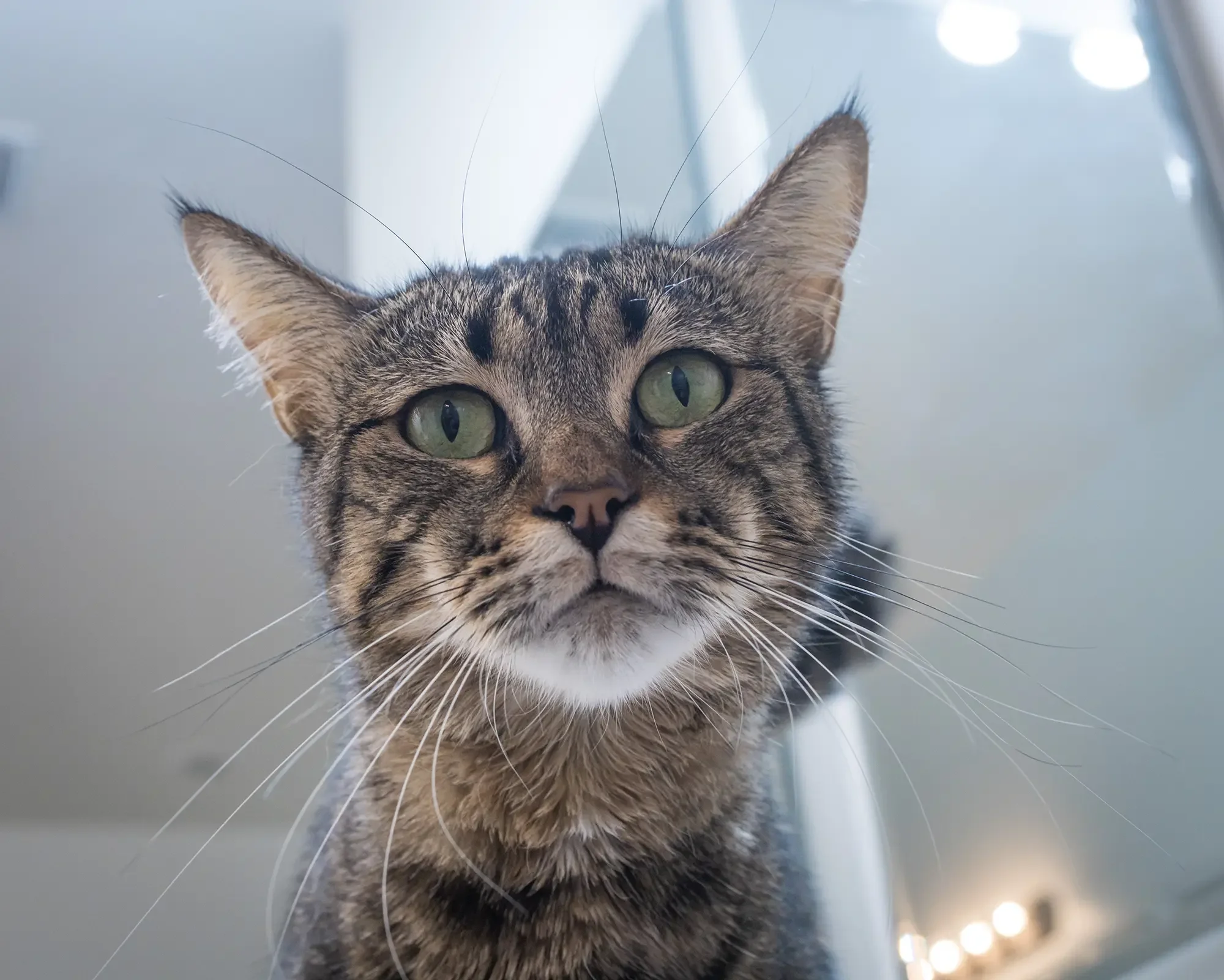 Humane Society of Southern Arizona cat close up.
