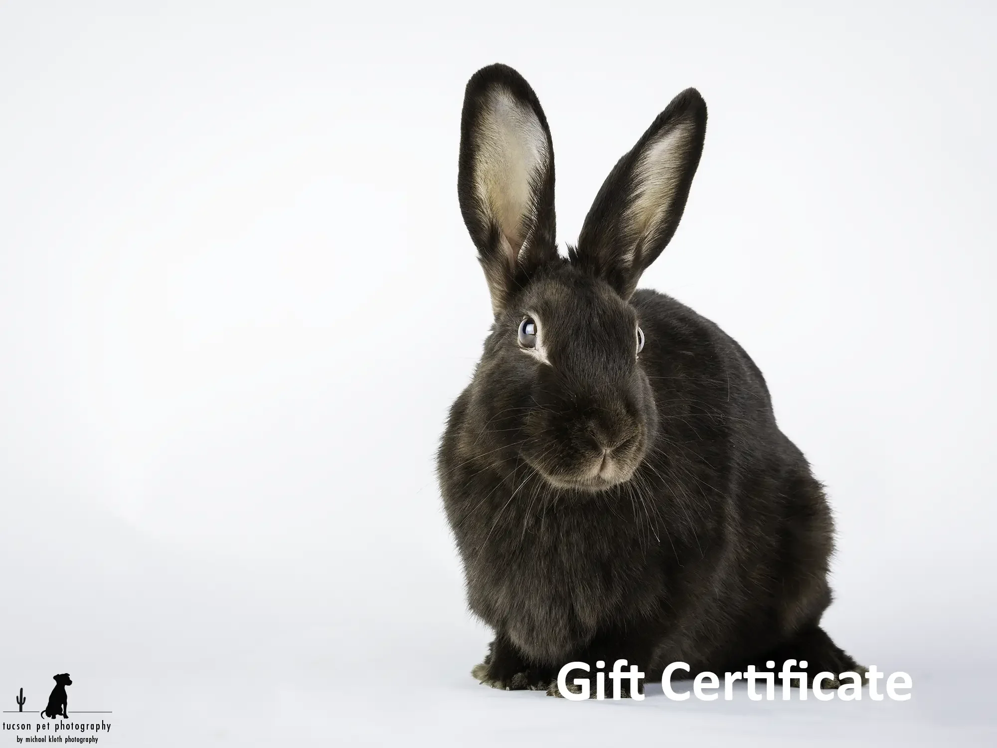 Tucson-Pet_Photography-Gift_Certificate_rabbit.webp