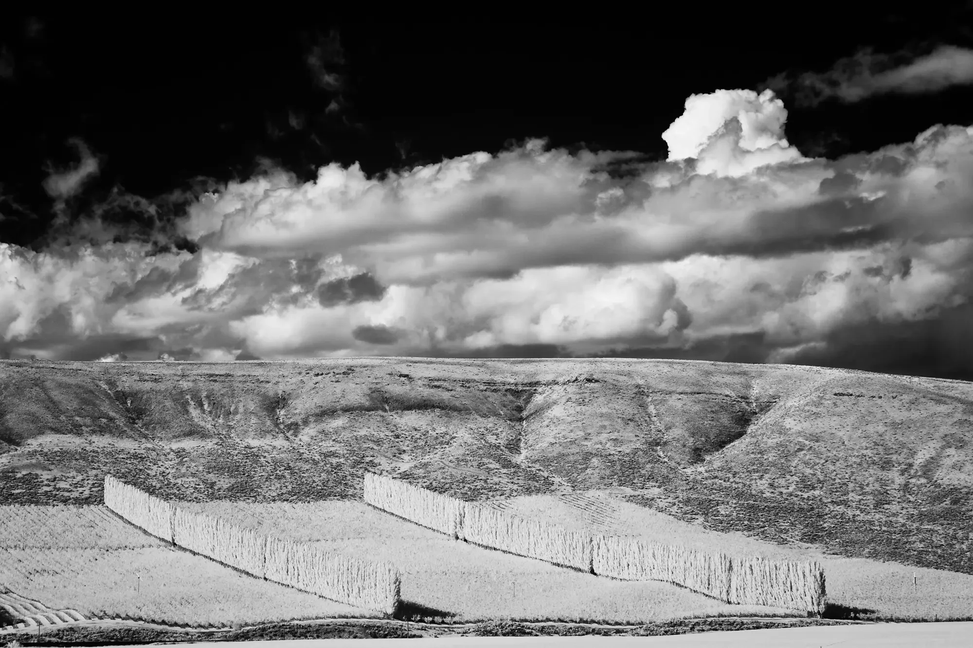 Wheat_Fields_Eastern_Washington_.webp
