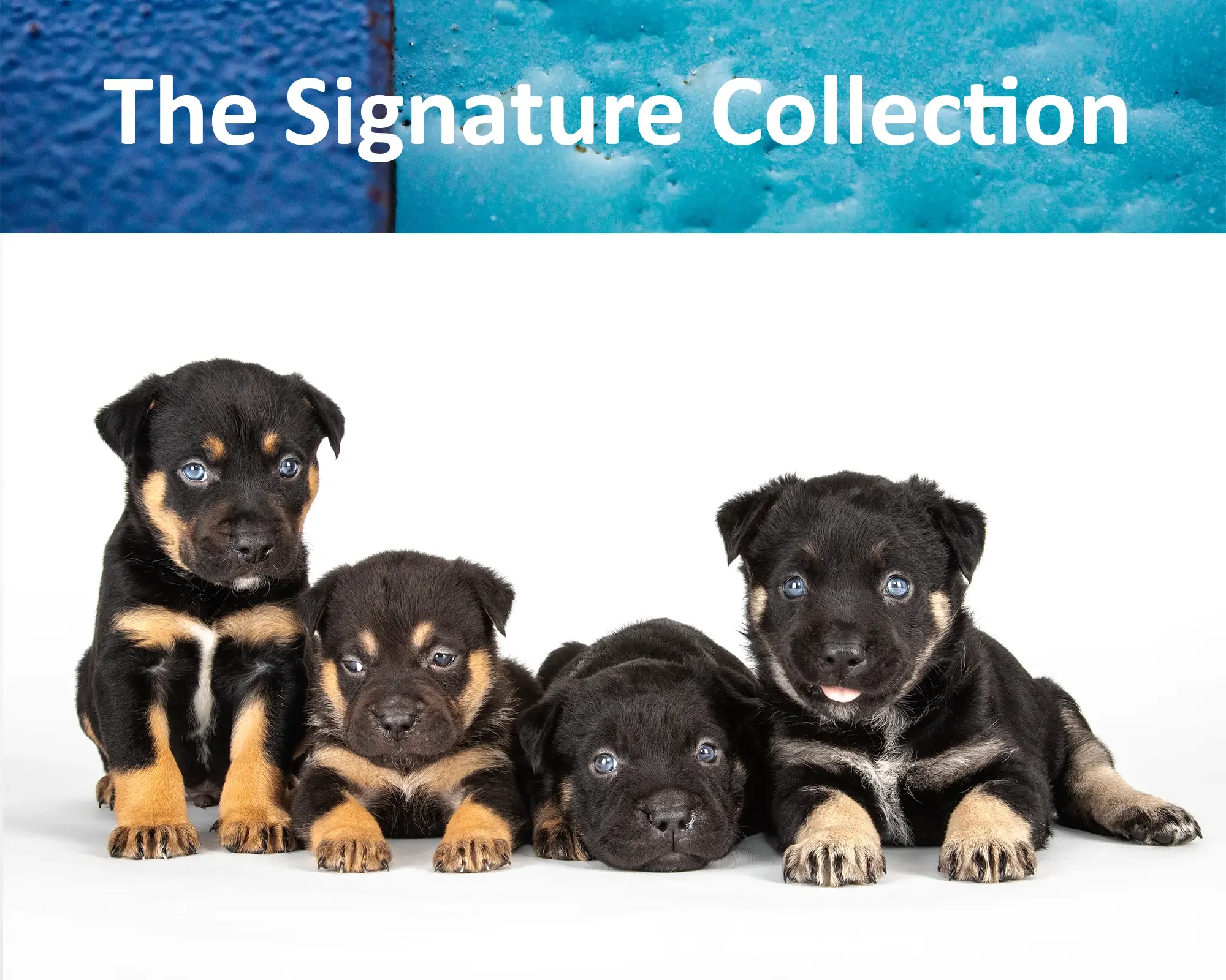 The Signature Collection — $950