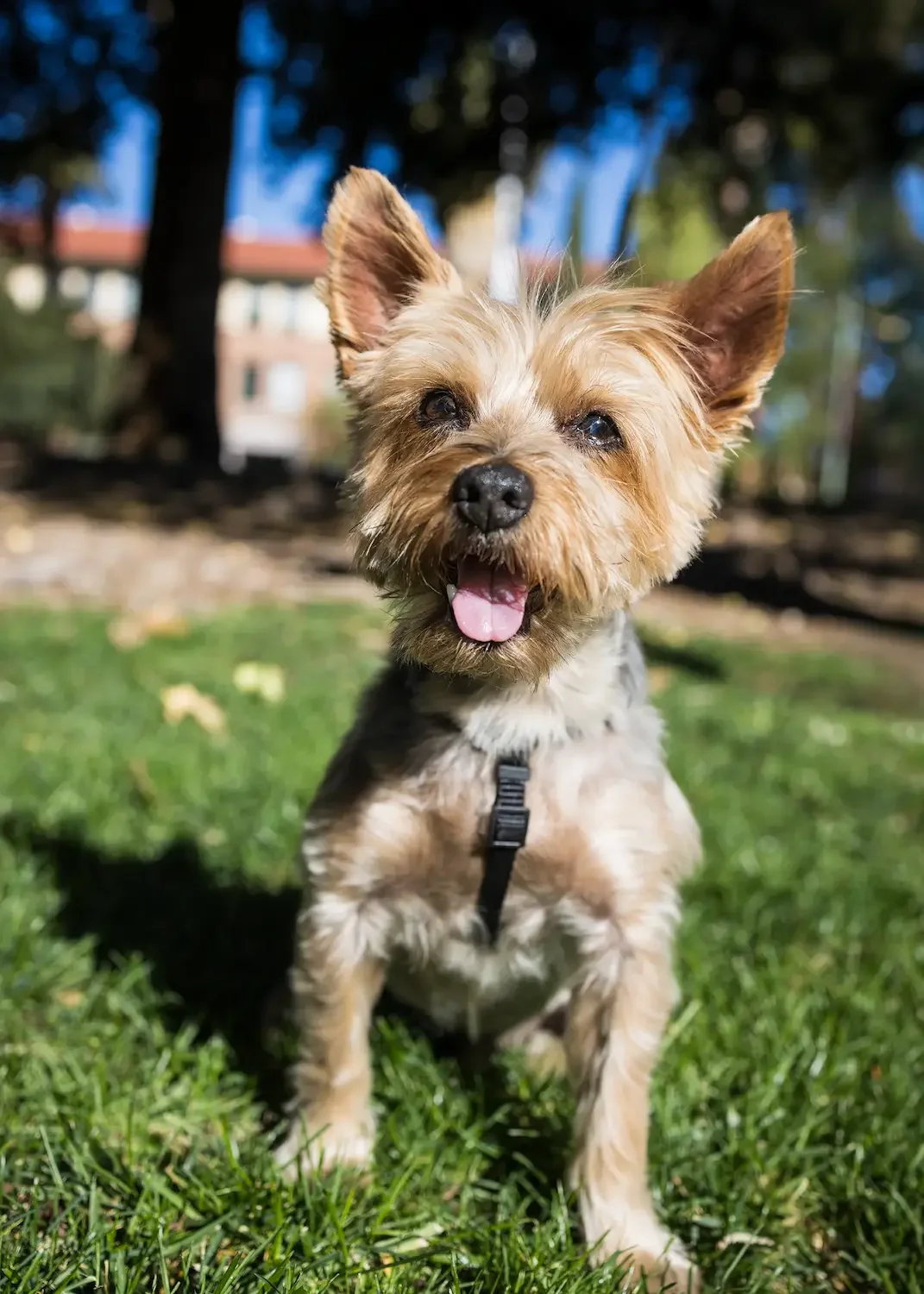 The ultimate Forever Puppy at the UofA Main Gate.