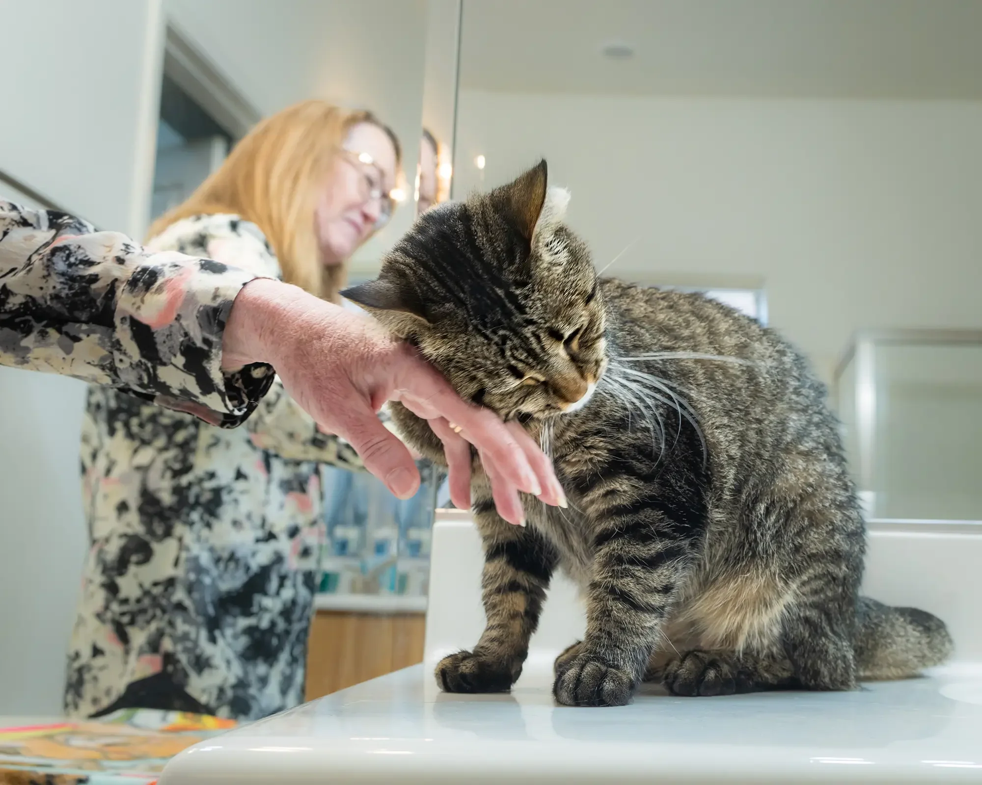 HSSA foster cat nuzzles her caretaker's hand