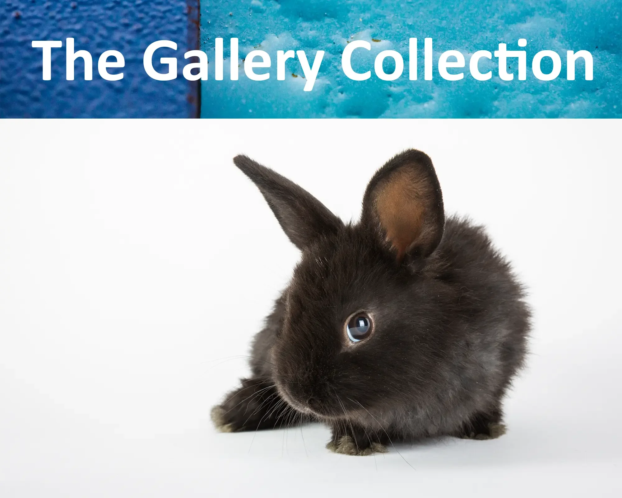 The Gallery Collection — $550