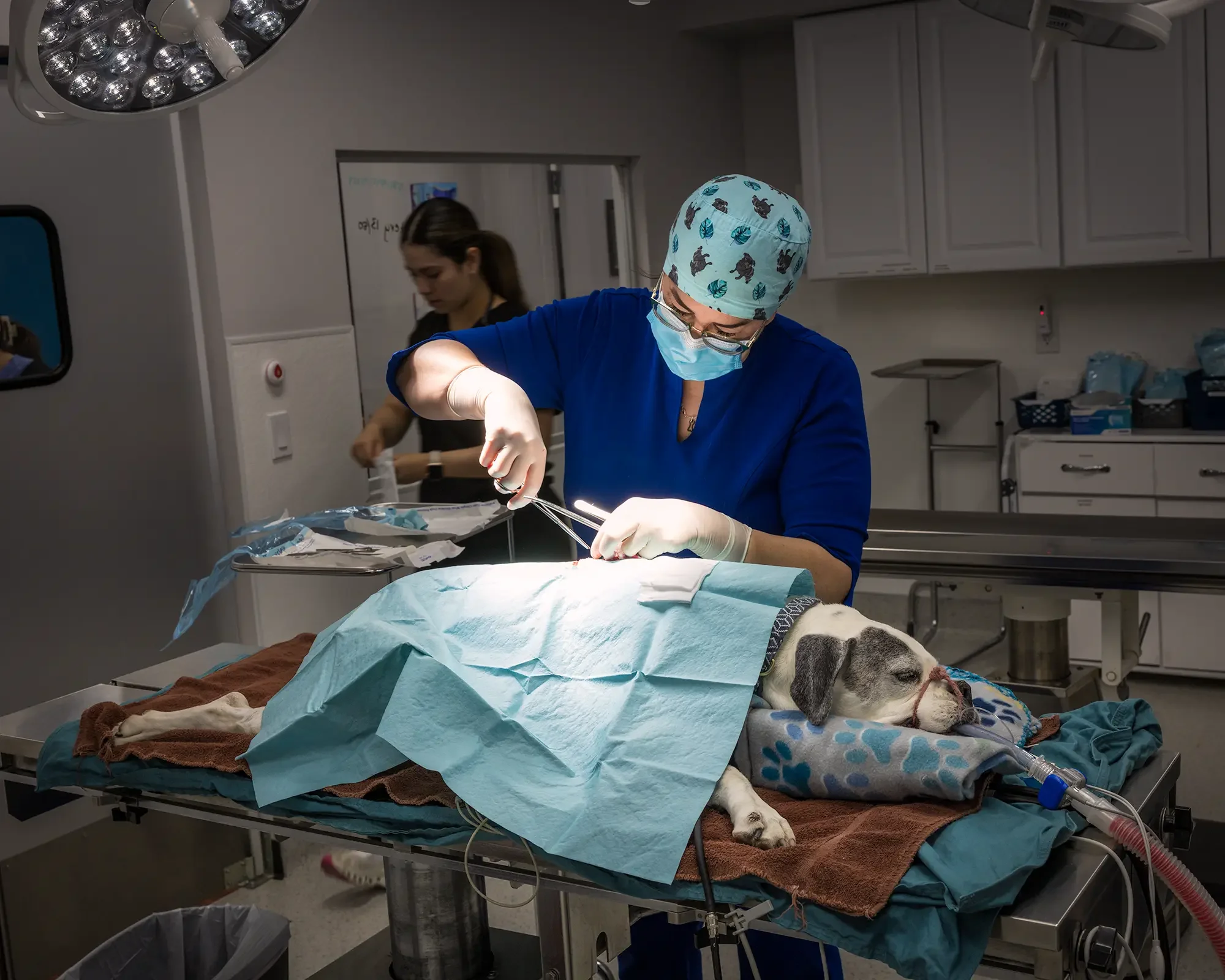 Veterinary surgeon starts on a cyst removal