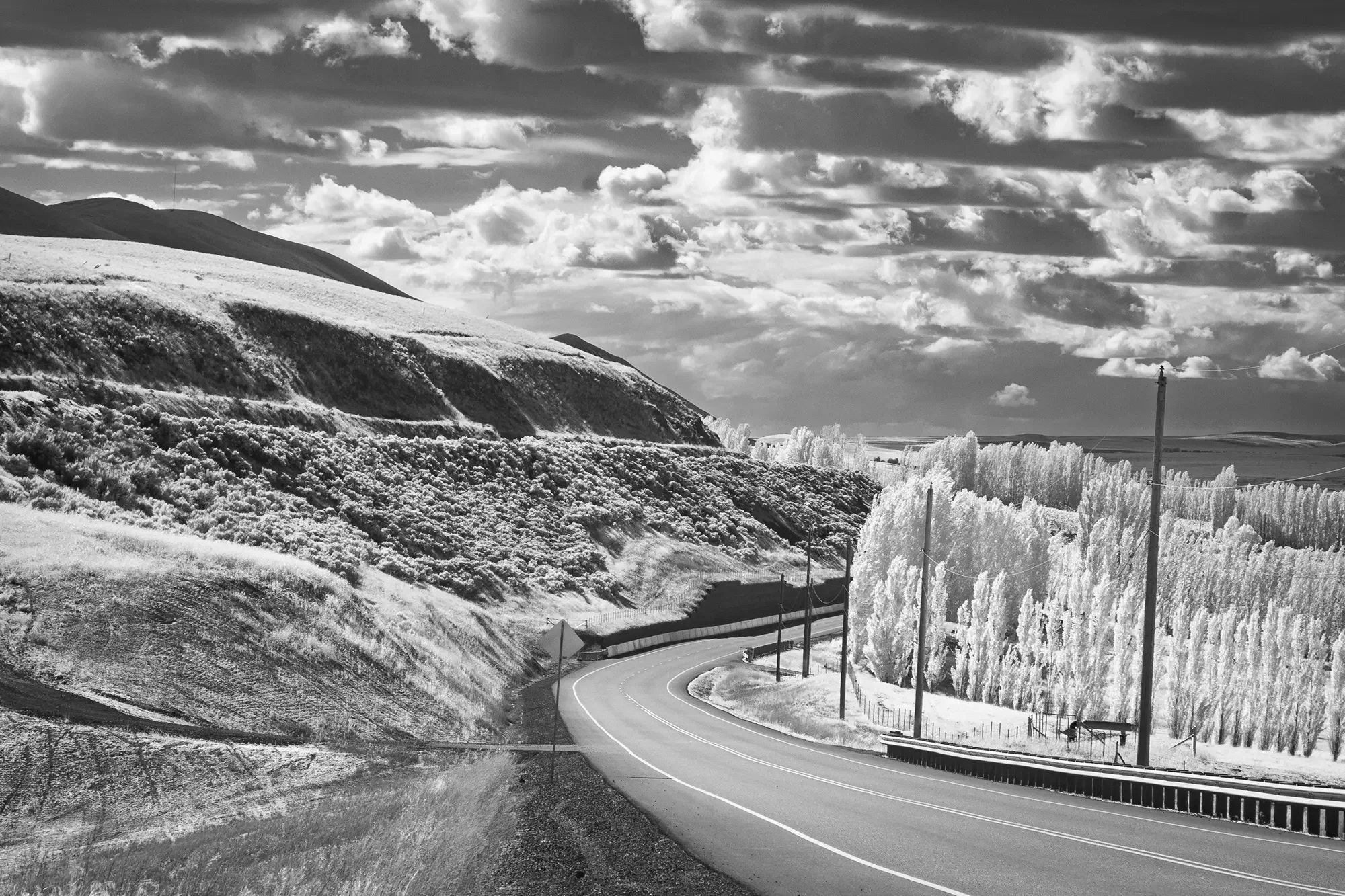 Lombardy_Poplars_Road.webp