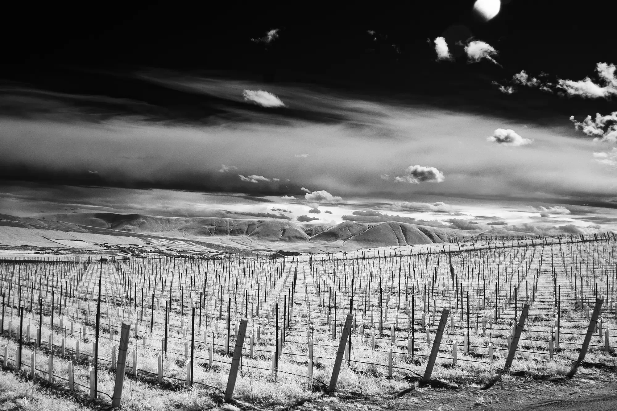 Vineyard_Rows_Horse_Heaven_Hills.webp