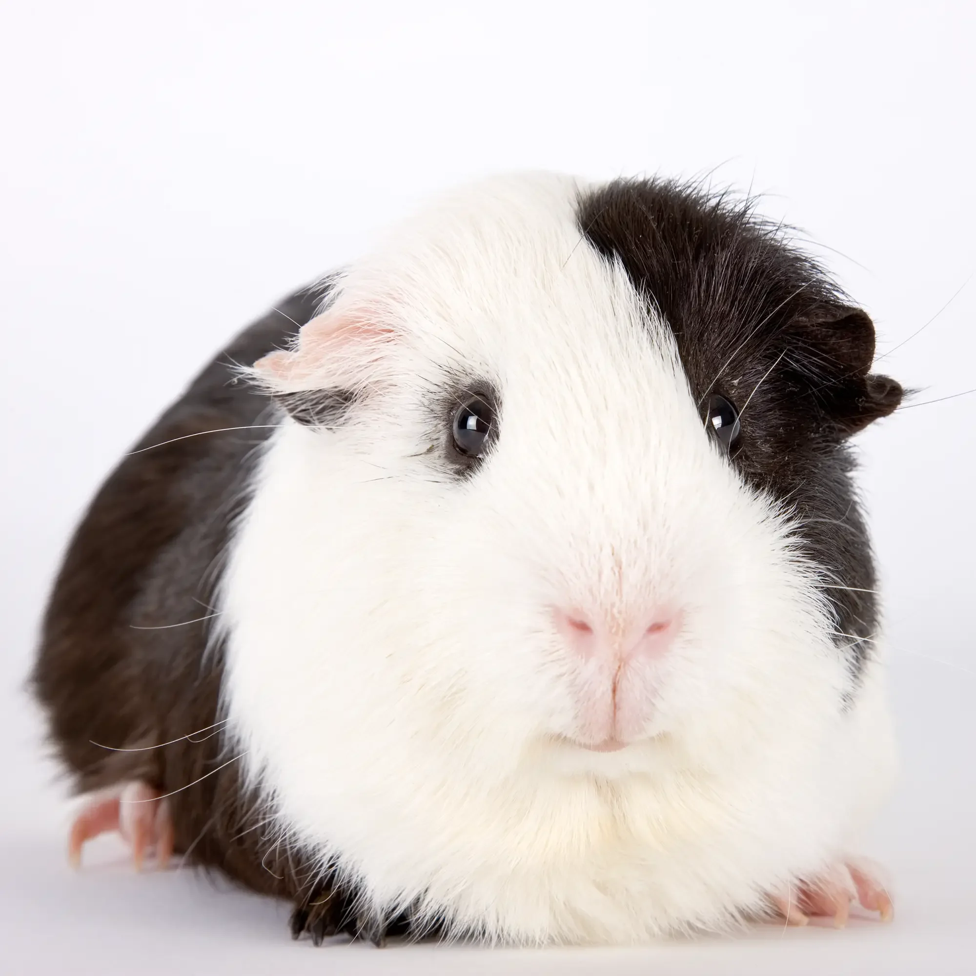 Black and white Guinea pig