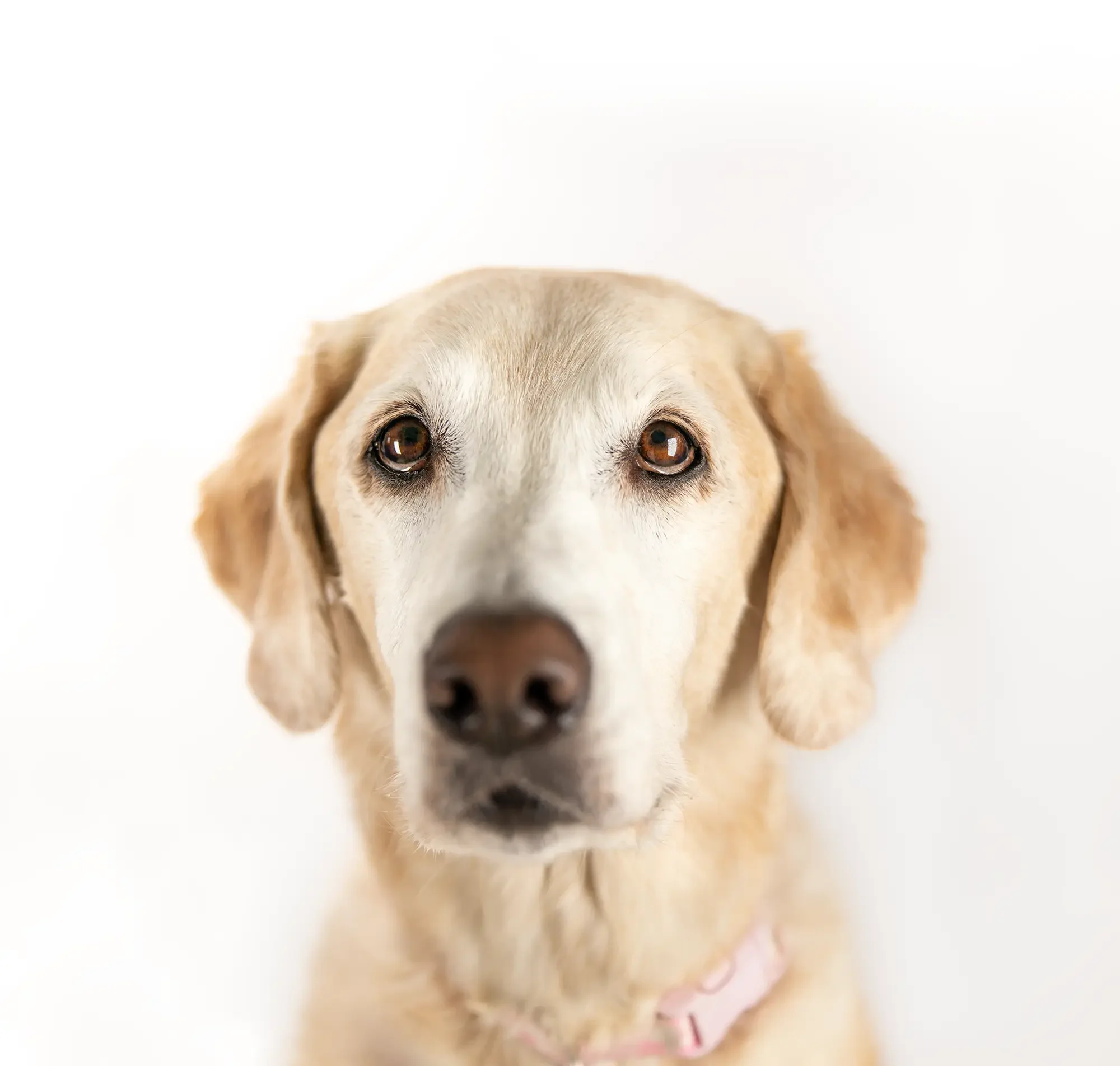 A senior yellow Labrador retriever with a pink collar on a white background.