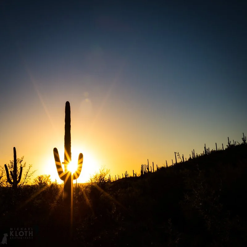 Silhouette of a saguaro at sunset.