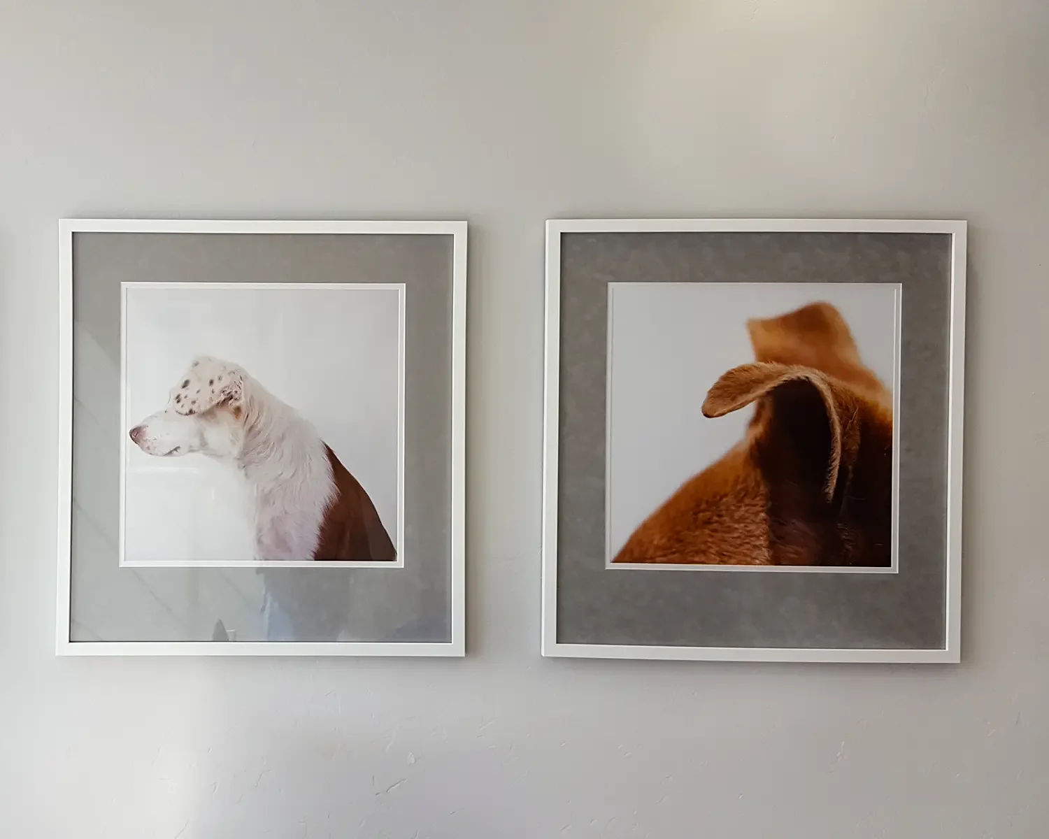 Two framed photographs of dogs hanging on a white wall. The left photo features a white and brown dog with spots, and the right photo shows a brown dog with its back turned.