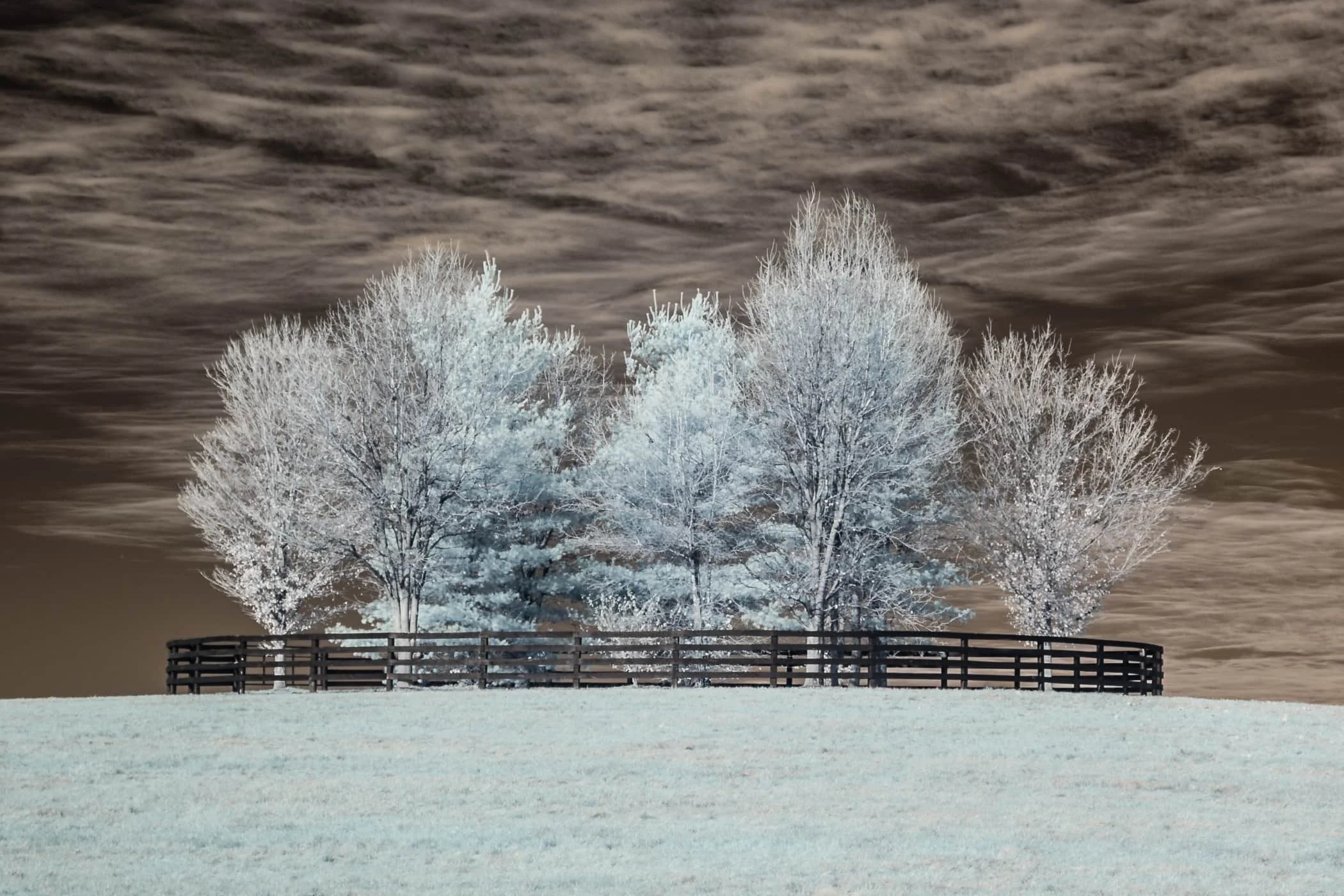 The Grove, Shadwell Farm | Kentucky Farm Landscape Fine Art Photography Limited Art