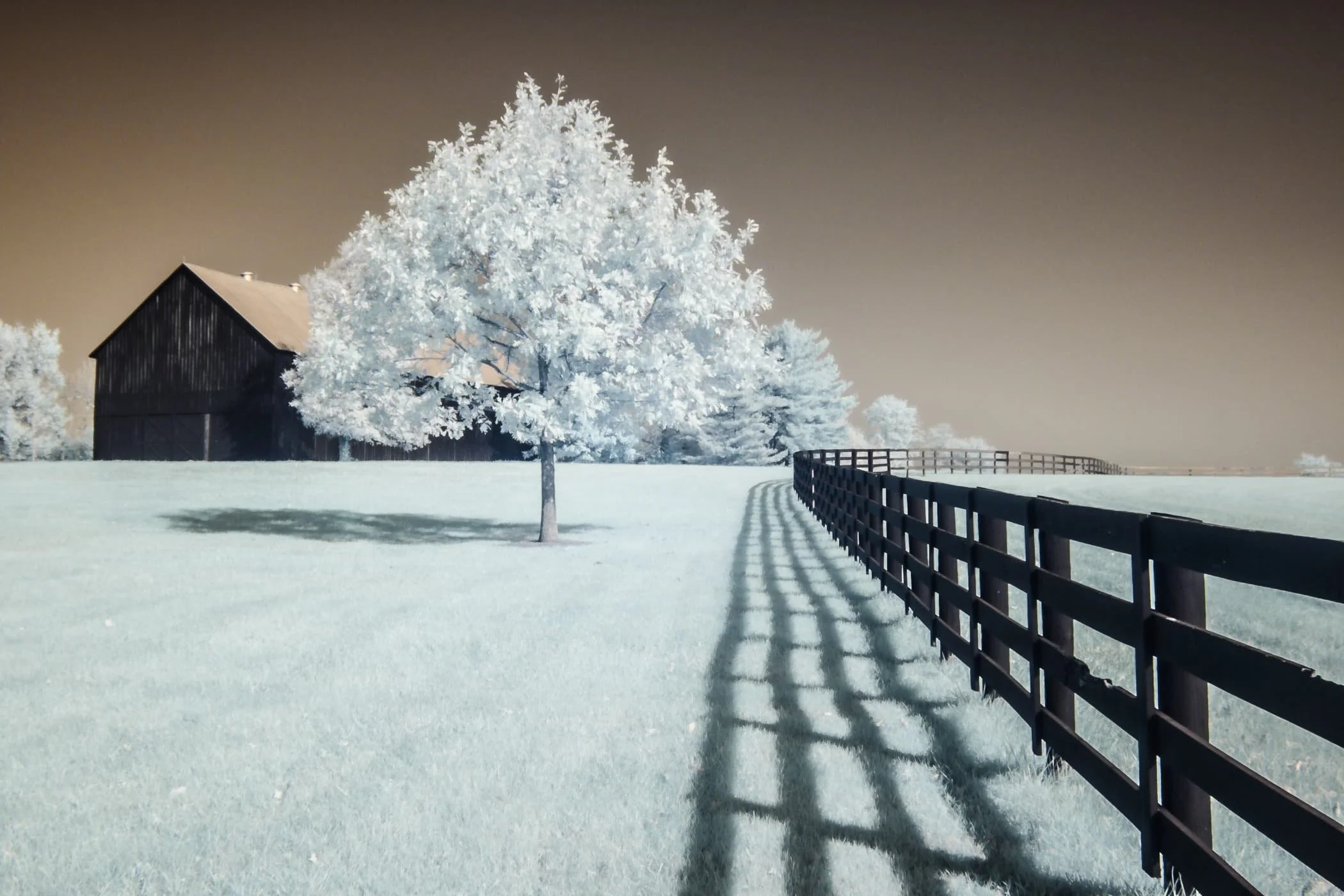 Summer Reverie at Keeneland Print | Kentucky Horse Country Infrared Art Limited Edition Photo