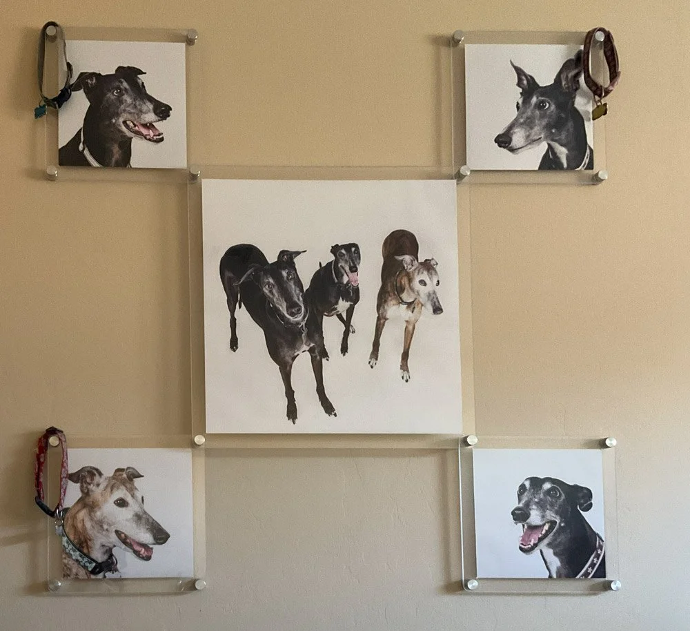 A display of greyhound prints behind acrylic.