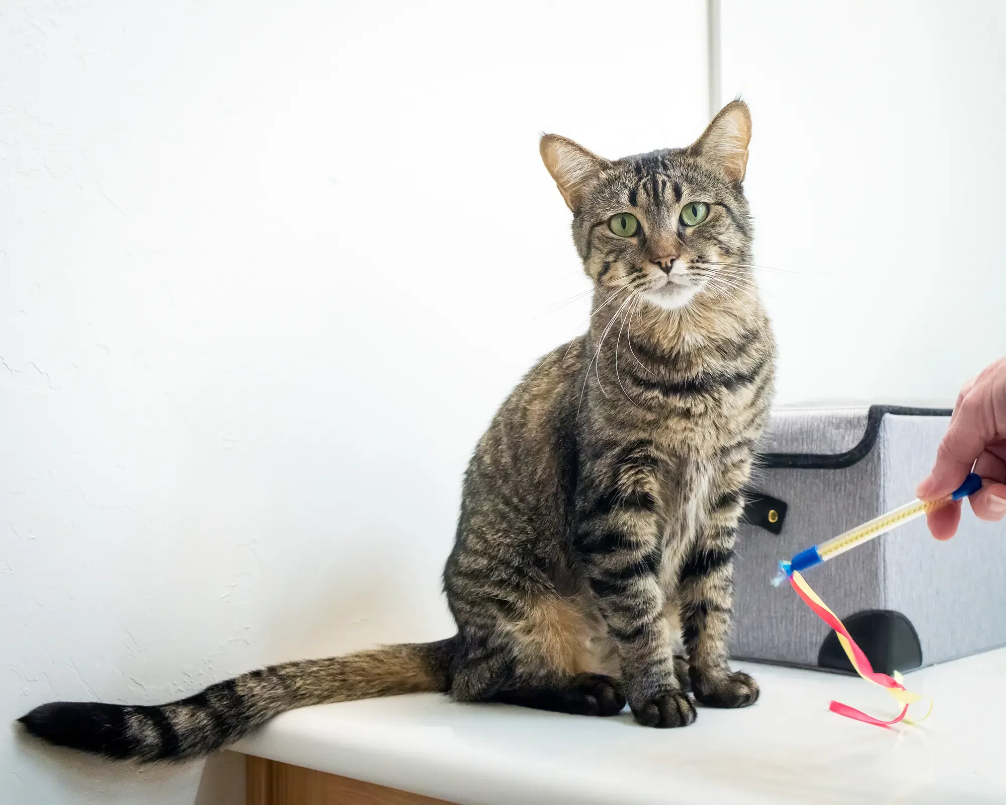 Booba Is Ready for Her Close-Up | HSSA Foster Cat — Michael Kloth ...