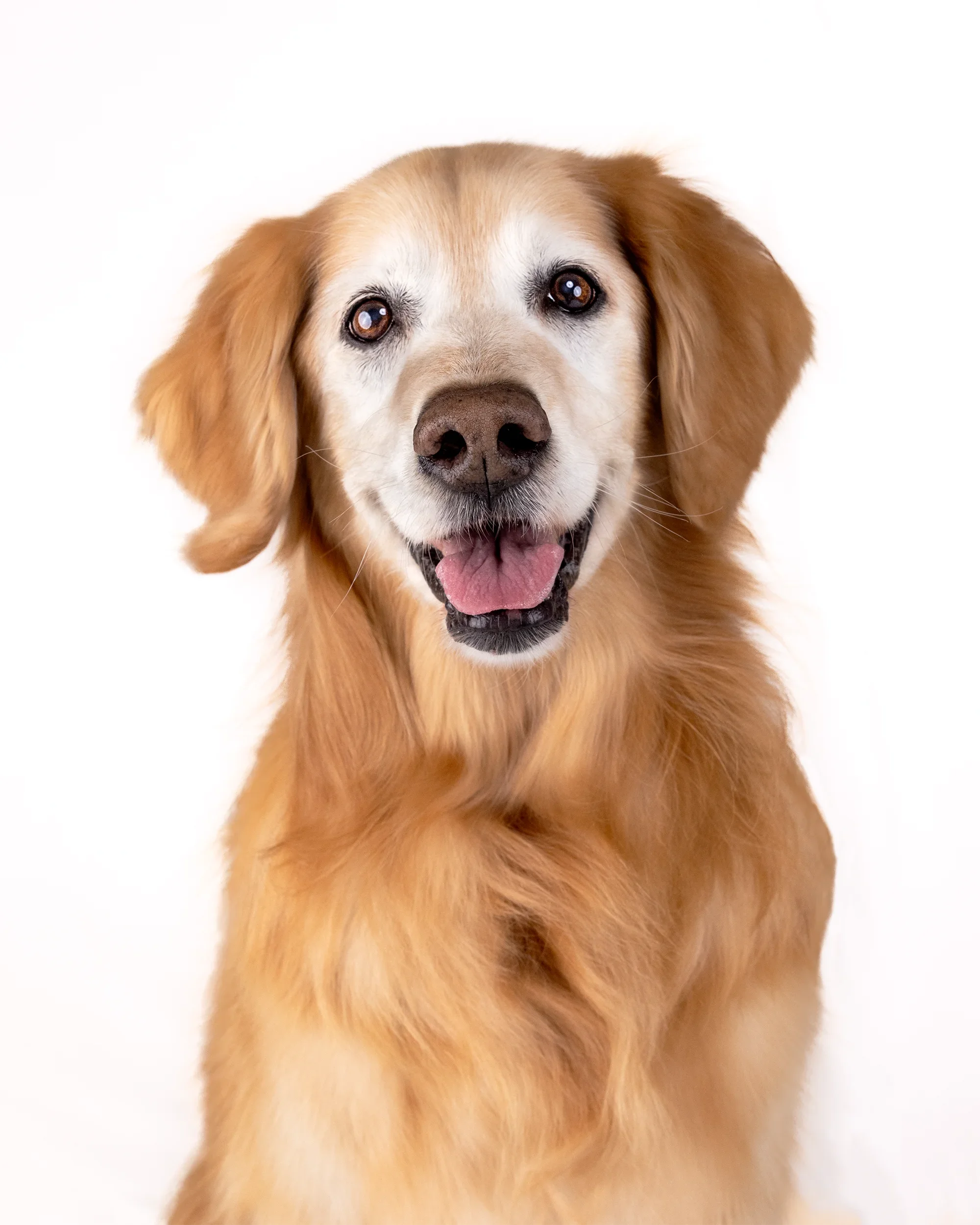 Professional pet portrait by Michael Kloth of a Golden Retriever on a white background, showcasing high-end studio lighting and detail.