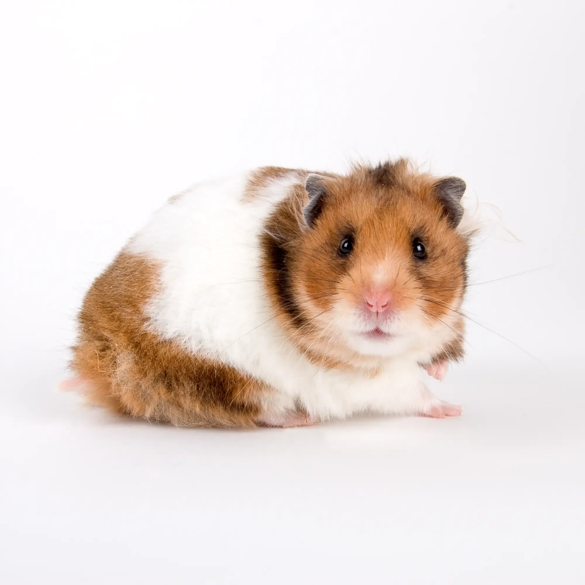 Tan, brown, and white hamster