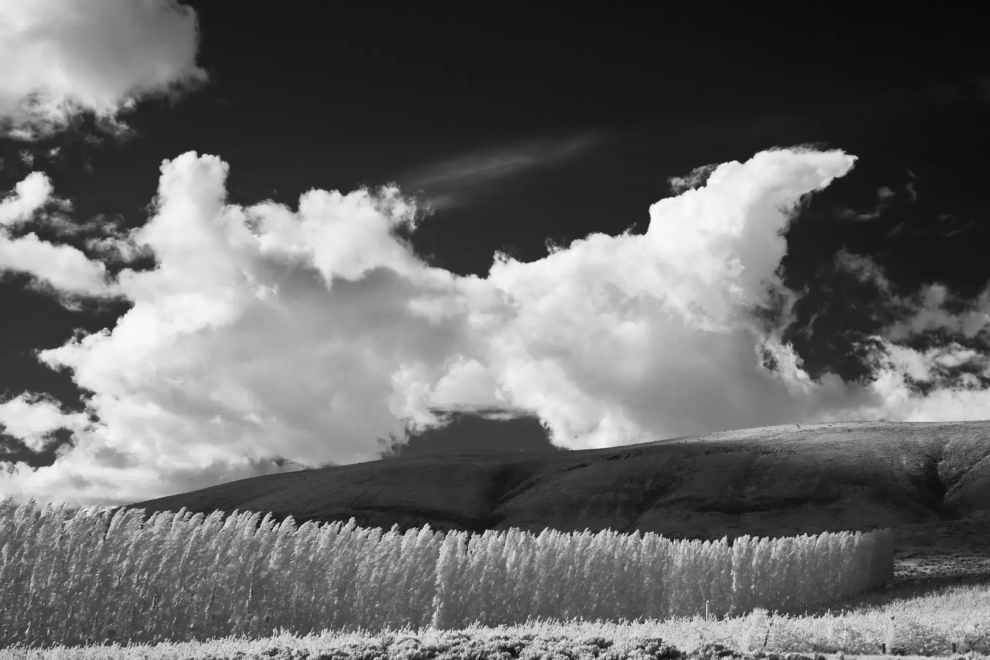Poplars_and_Cumulus_Columbia_Basin.webp
