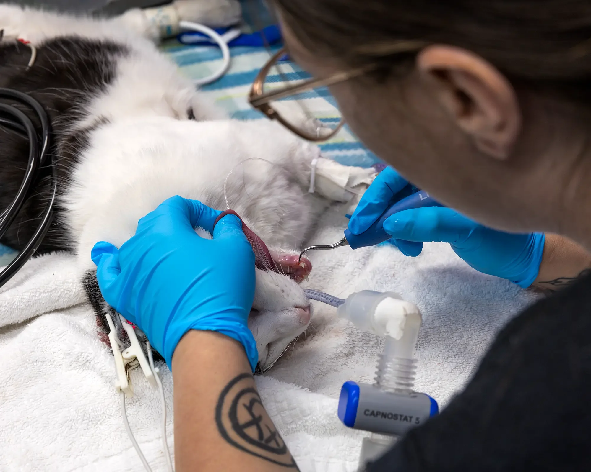 A vet tech does a dental cleaning on an anesthetized cat