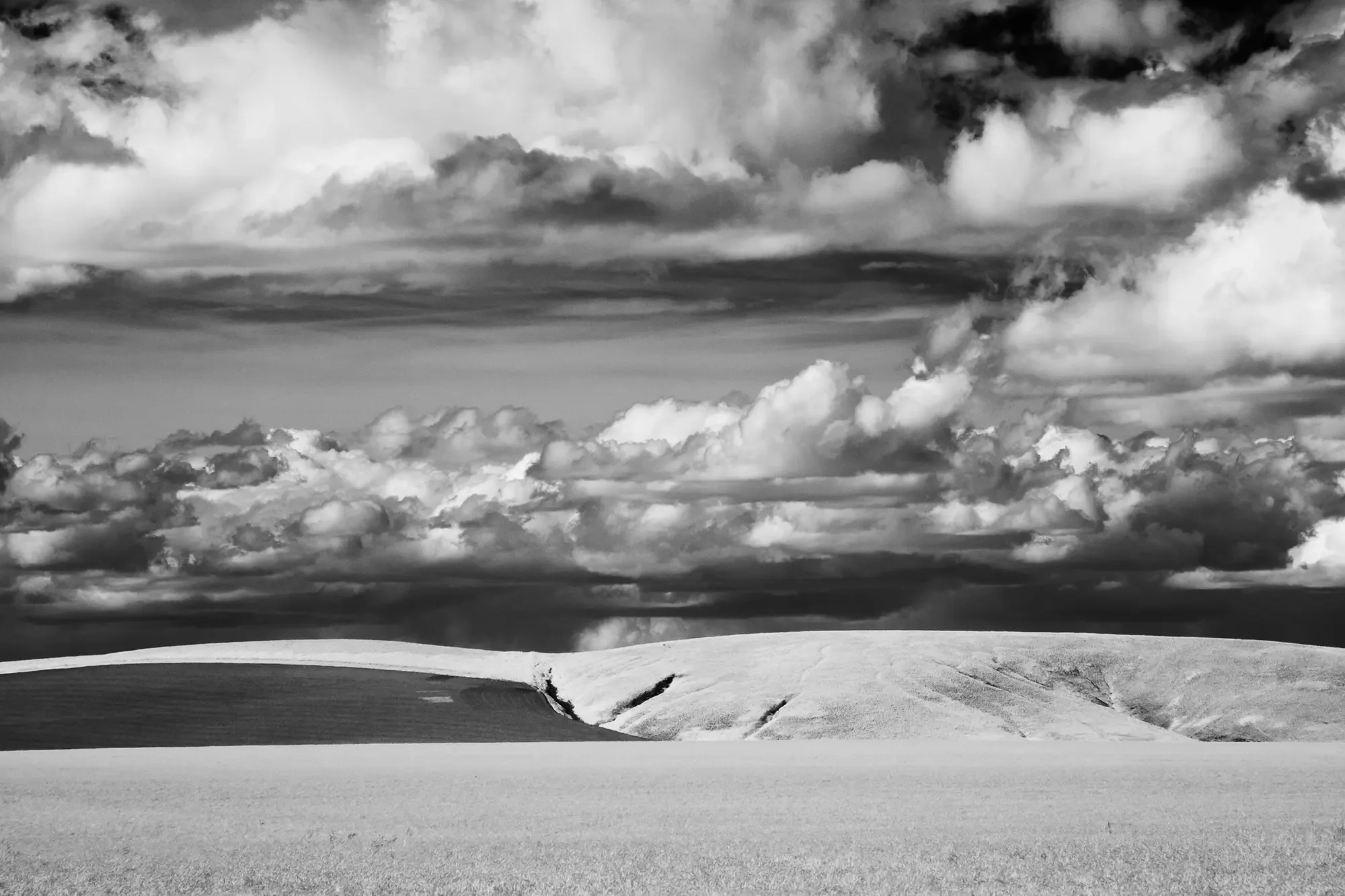 Wheat_Columbia_Basin.webp