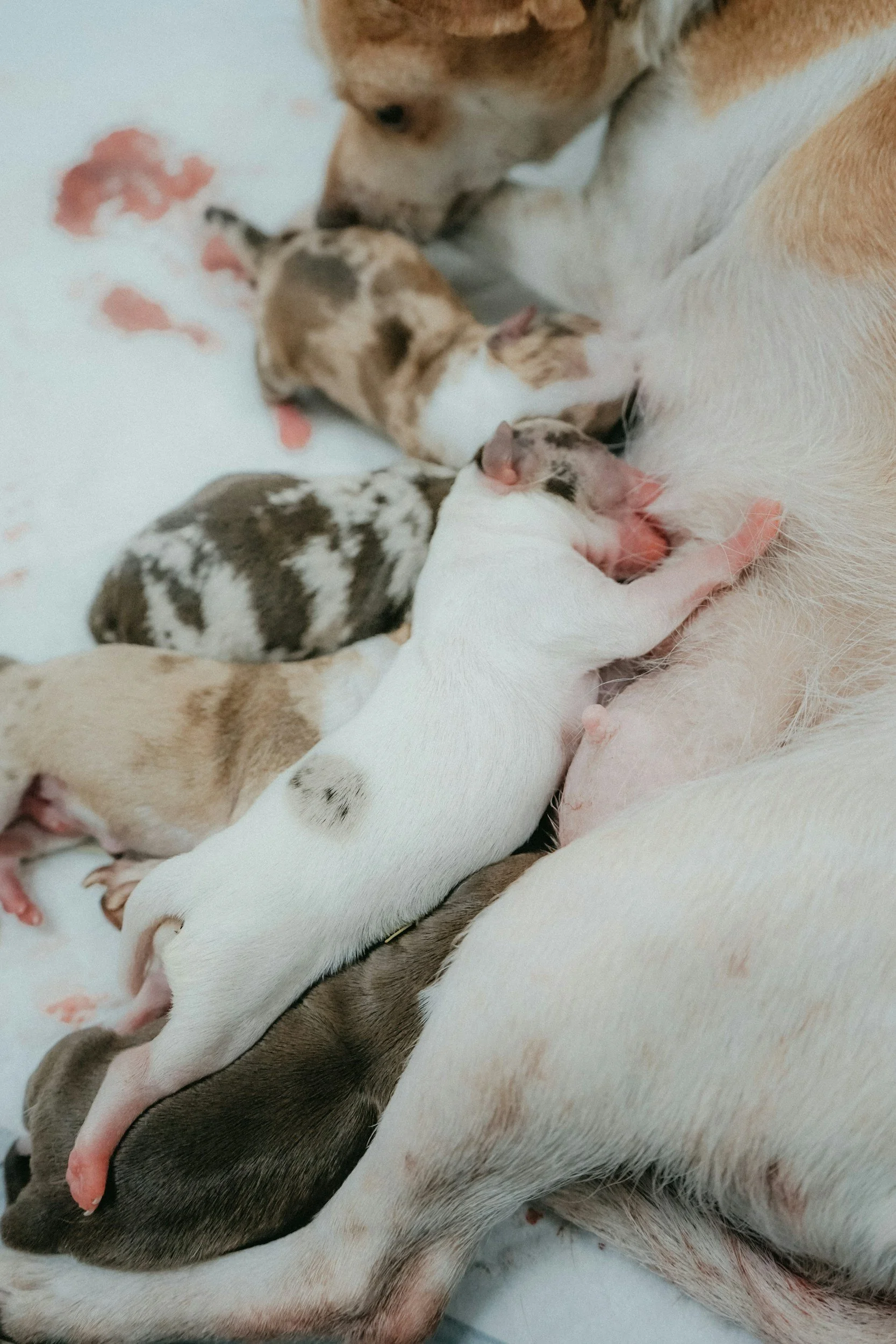 Multiple newborn puppies nursing from their mother dog.