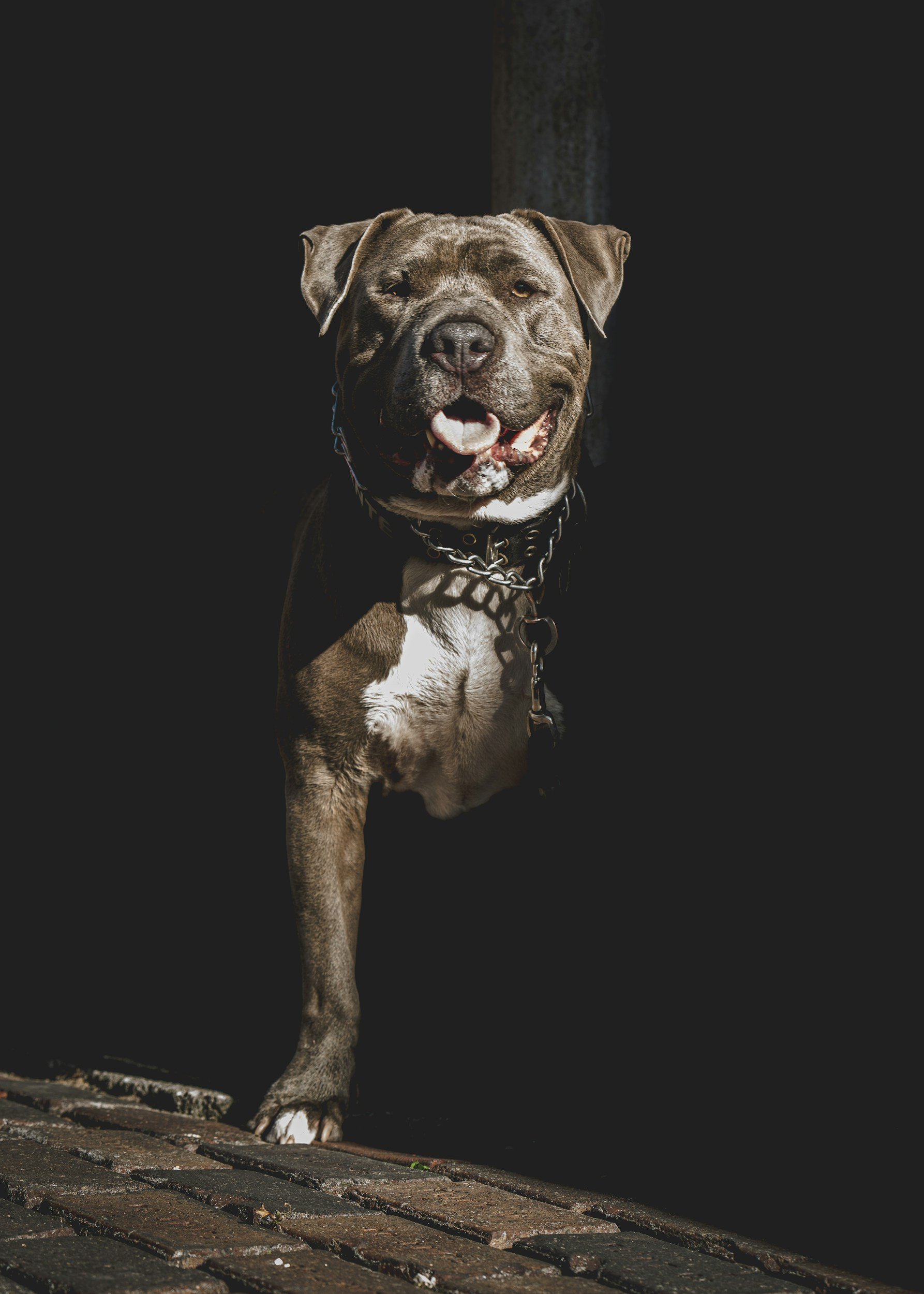 A happy, muscular dog with a gray coat, white chest, and a chain collar, walking on a brick surface with a dark background.
