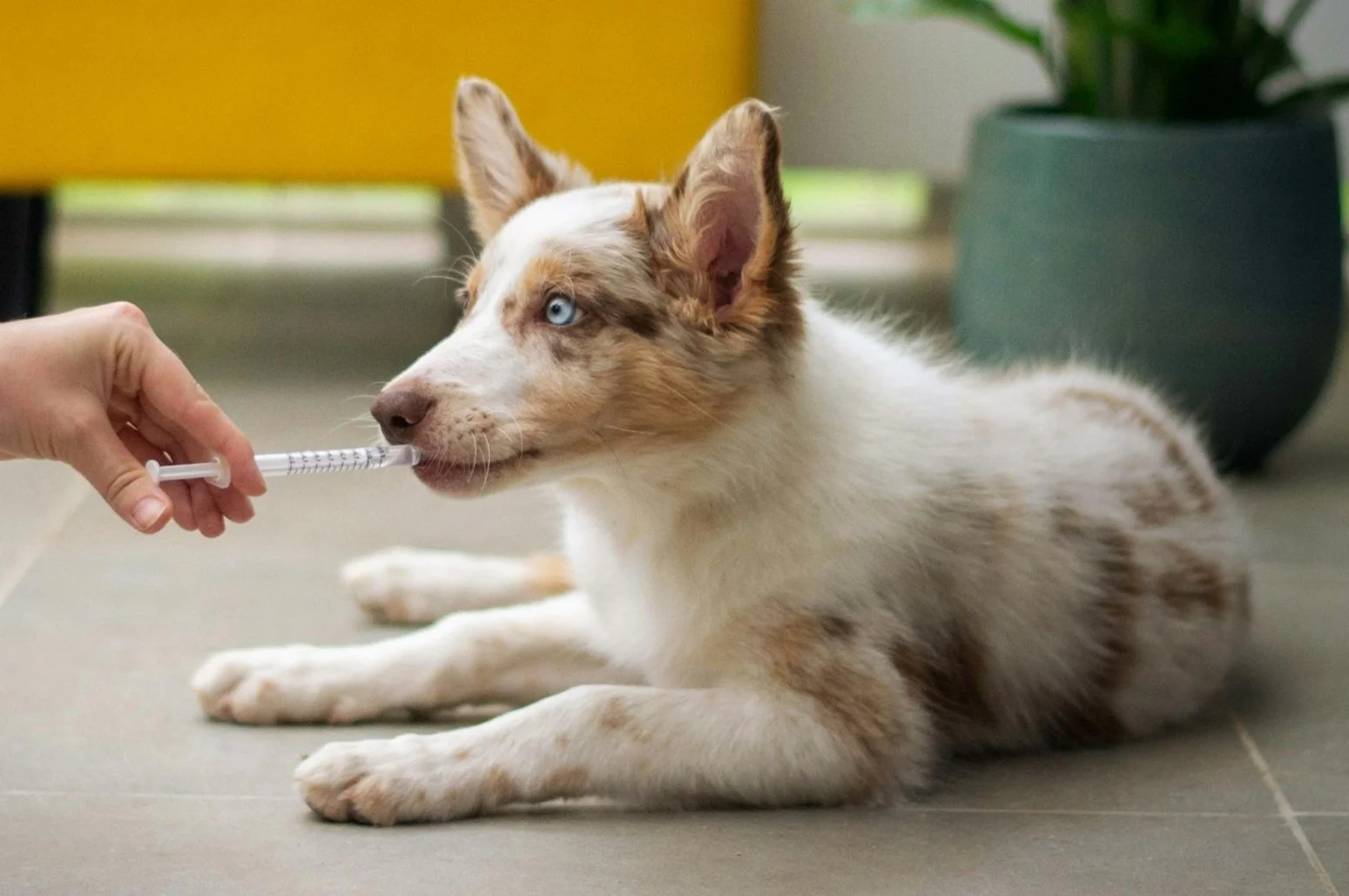 A dog with blue eyes lying on the floor while a person holds a syringe up to its nose, possibly giving a vaccination.