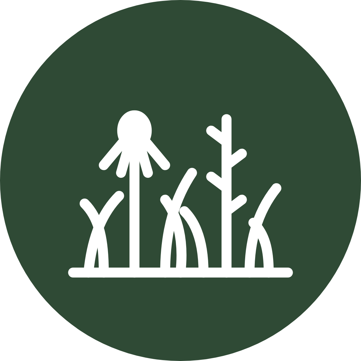 a wild garden