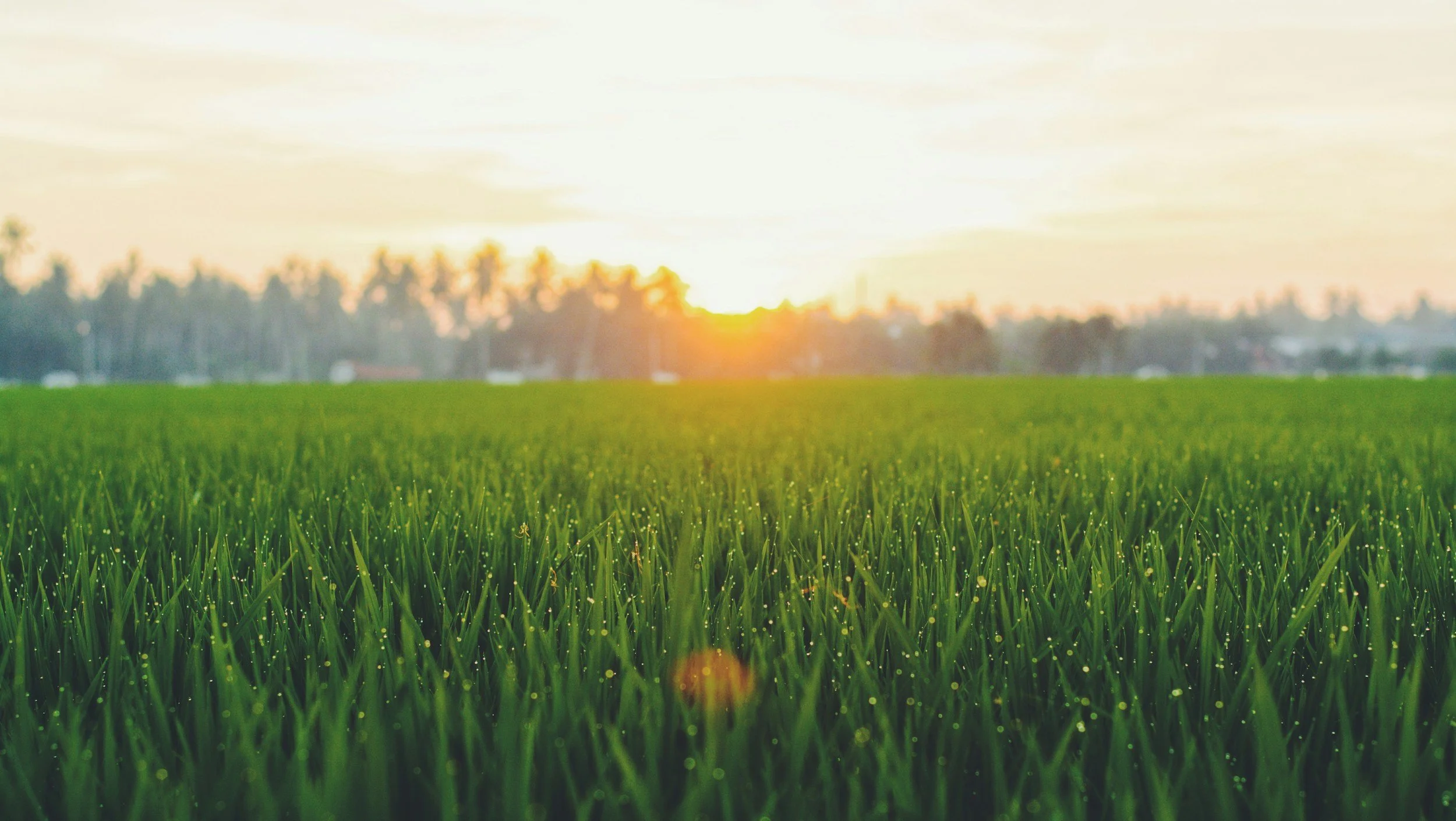 A lush green field of grass with dew, with a sunset in the background and a row of trees along the horizon.