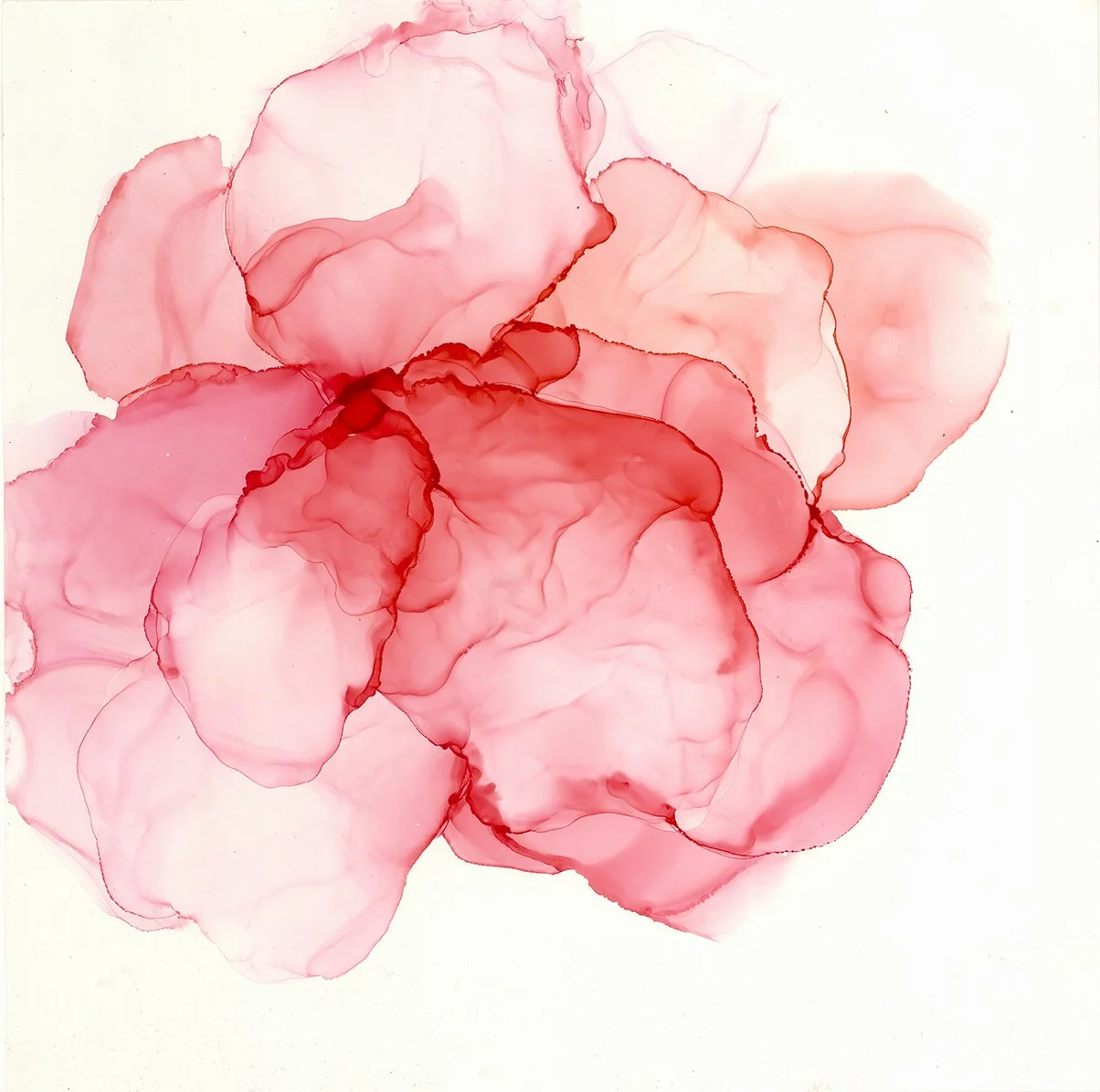 Rose Bloom adj.jpg