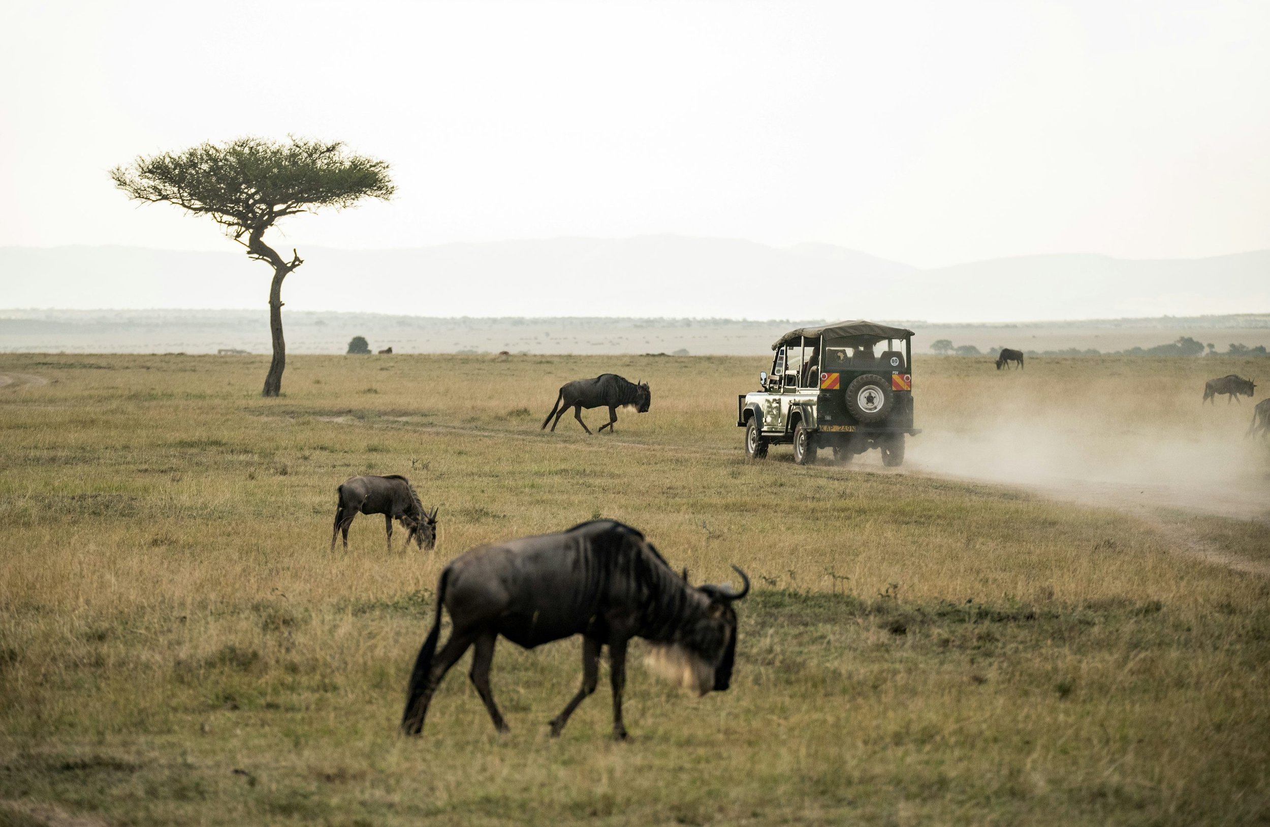 A safari scene with wild animals, including wildebeests and zebras, in a grassland landscape. A safari vehicle is driving across the plain, kicking up dust. There is a distinctive tall, solitary acacia tree on the left side of the image, with distant hills or mountains in the background.