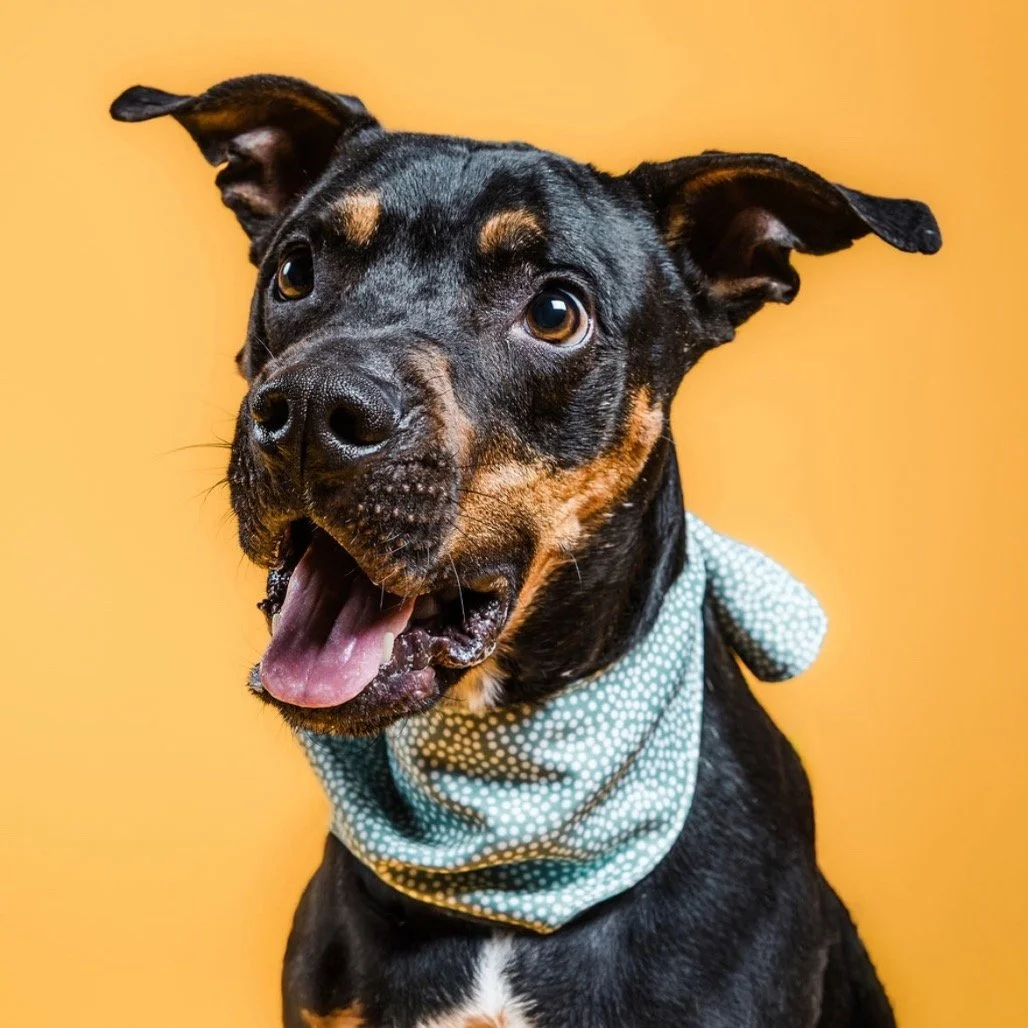 Rufus From Central Missouri Humane Society- Columbia MO