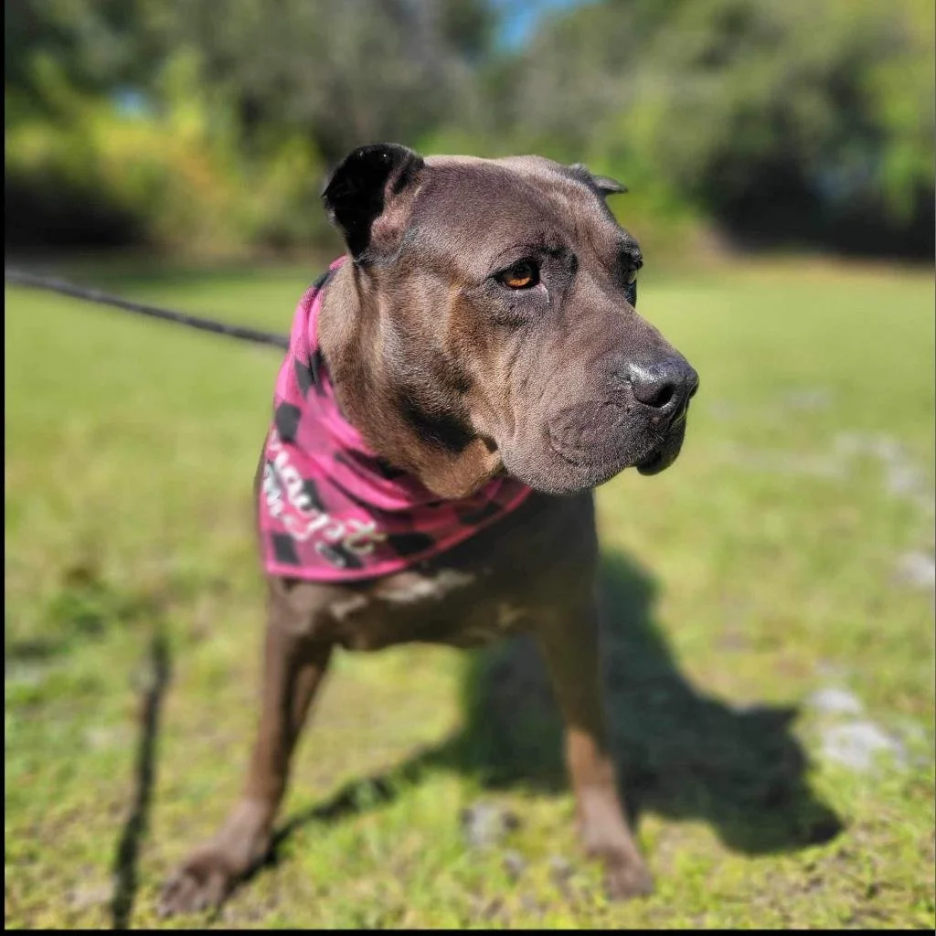Sarah: A Sweet Senior Shar-Pei Seeking a Calm Forever Home