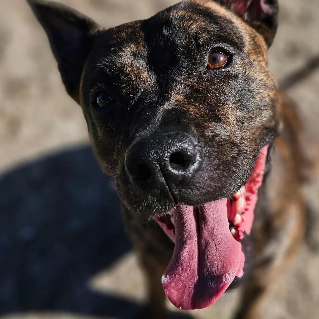 Bella: The Misunderstood Brindle Beauty Ready for Love