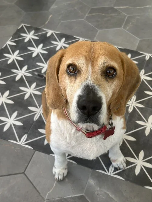 Wilson: The Lovable Beagle Seeking His Furever Home!