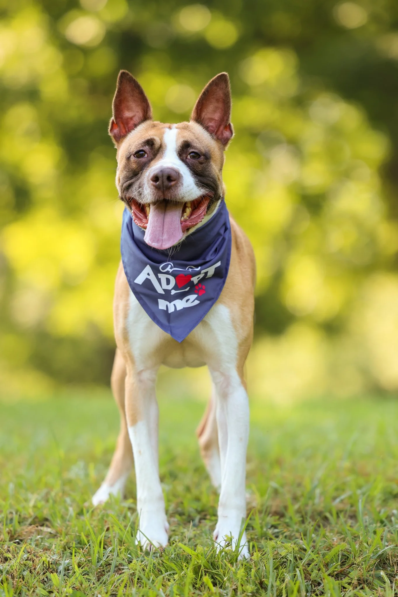 Bean: The Energetic and Loyal Companion