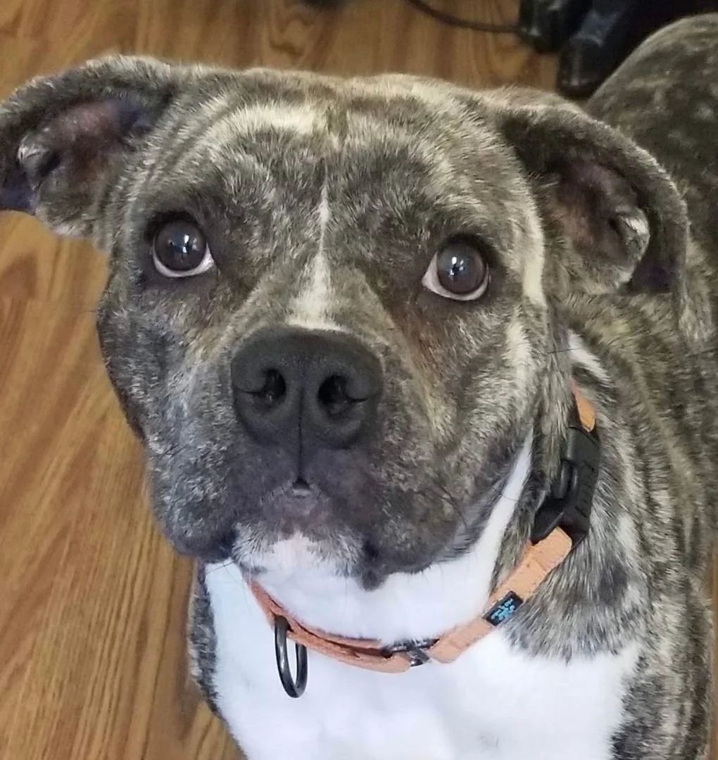 Baby Ruth: The Sweet and Snuggly Companion!