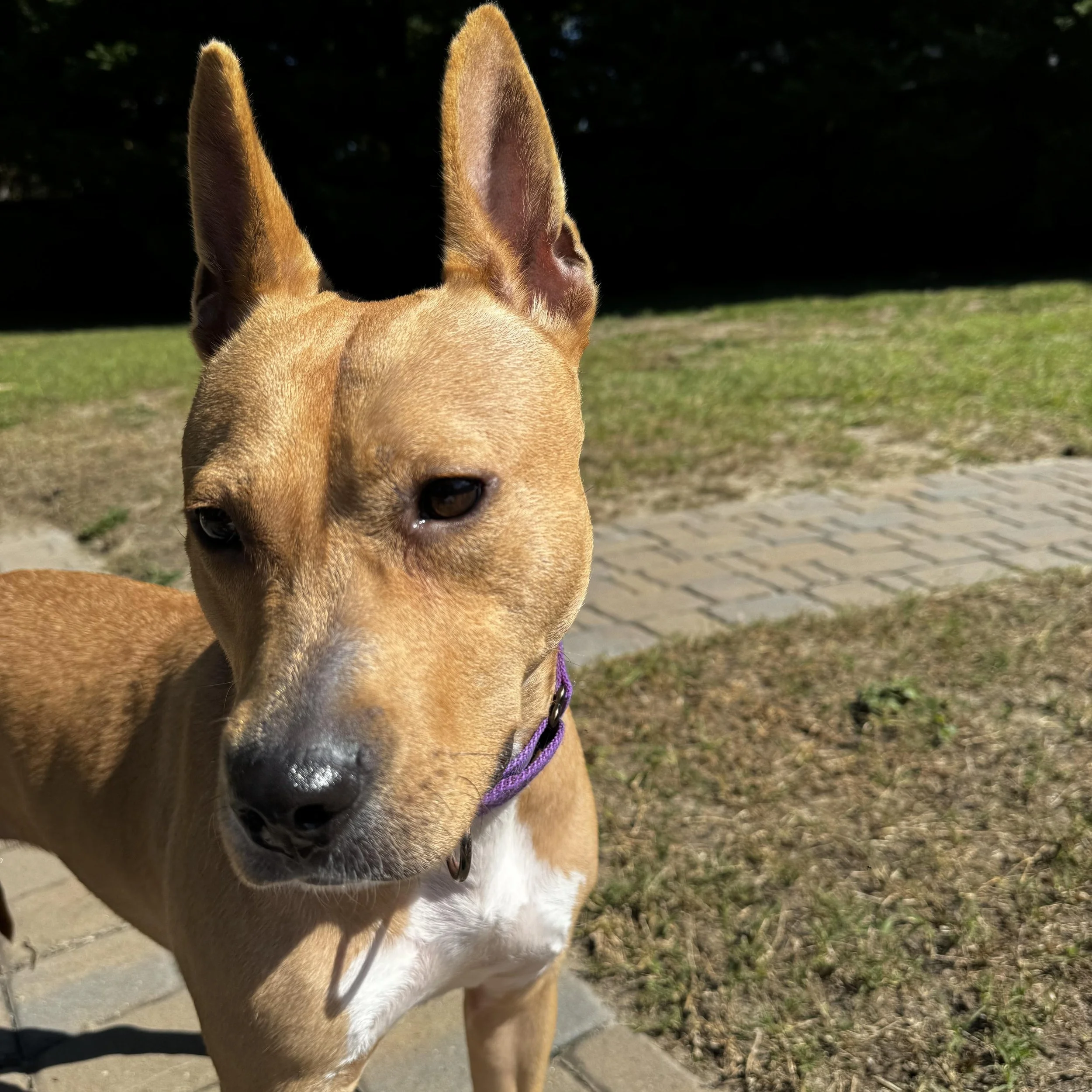 Maeve: The Joyful Carolina Dog Mix Ready for Adventure!
