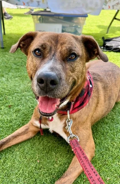Roxy: The Energetic and Loving Companion!