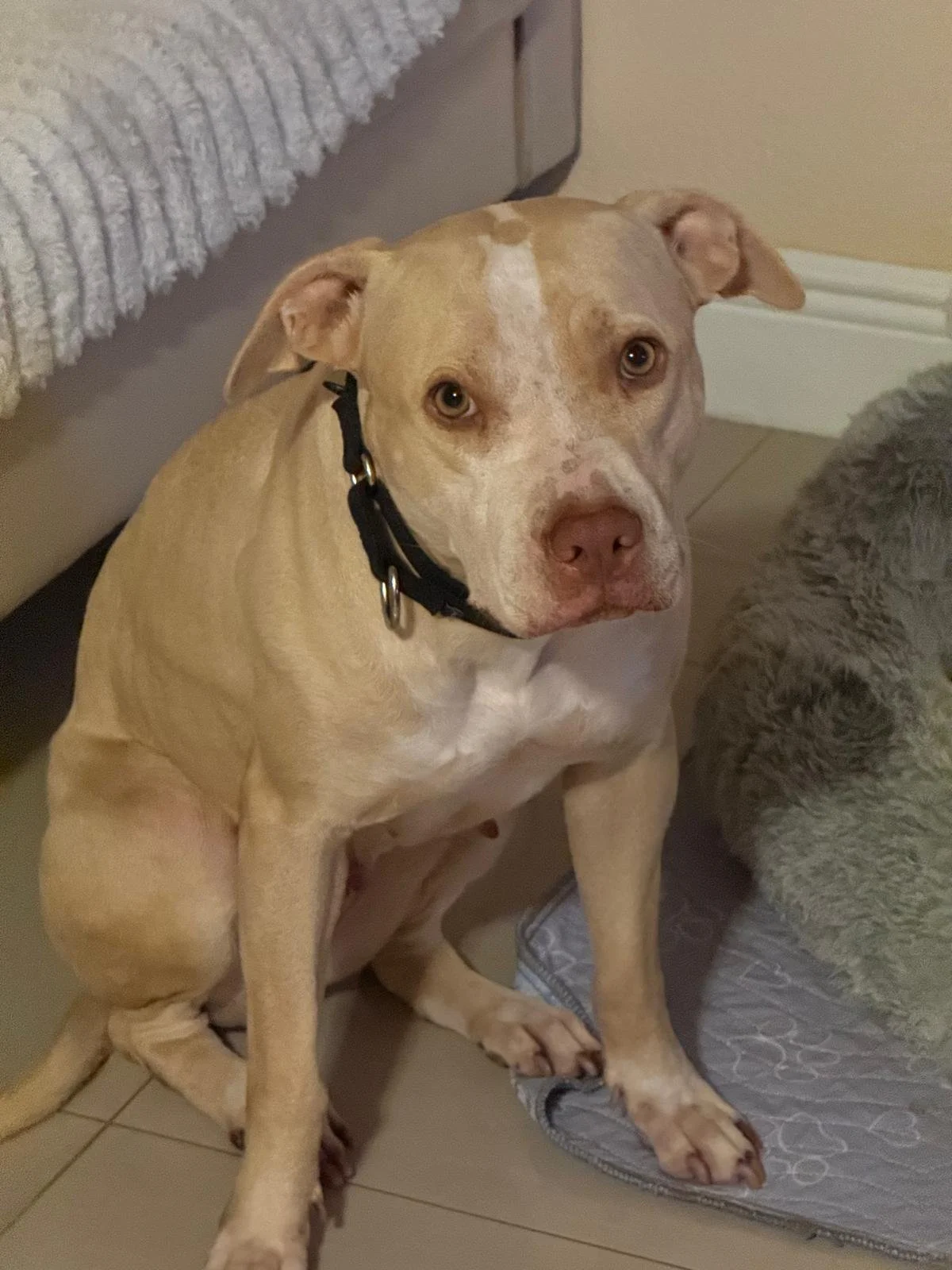 Paloma: The Gentle Soul Ready for a Loving Home!