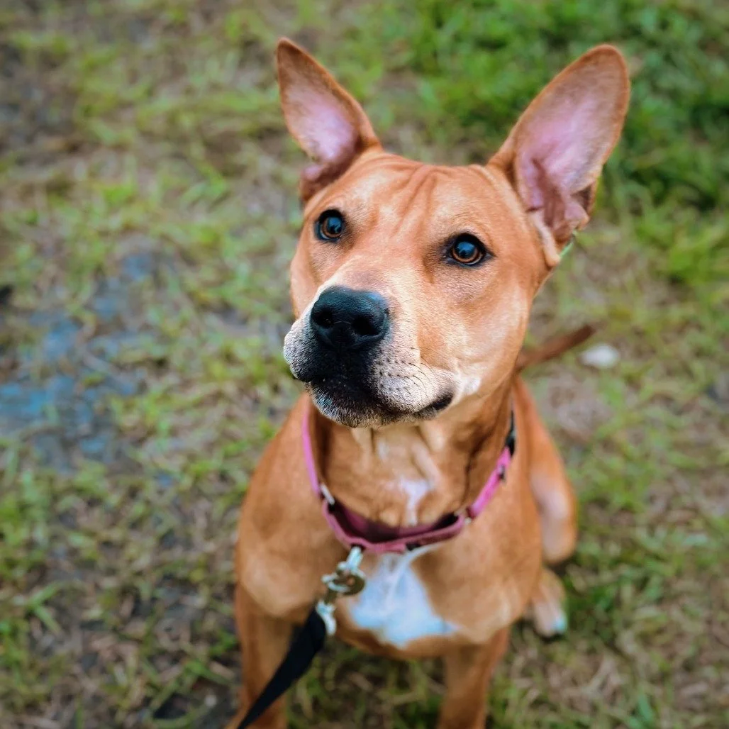 Barley: The Wiggle-Butt Wonder Seeking His Furever Home!