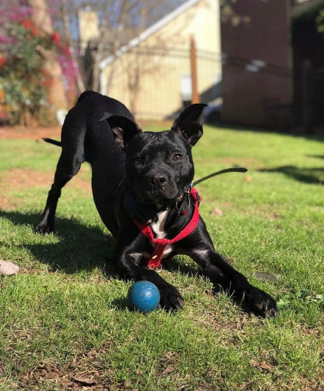 Bane: The Sweet Senior with a Kong Obsession!