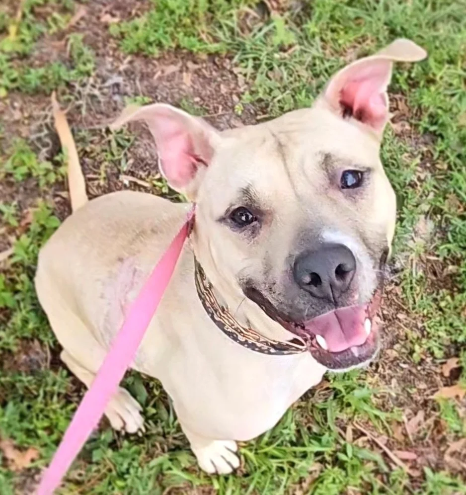 Rosie: A Resilient Black Mouth Cur Looking for Love