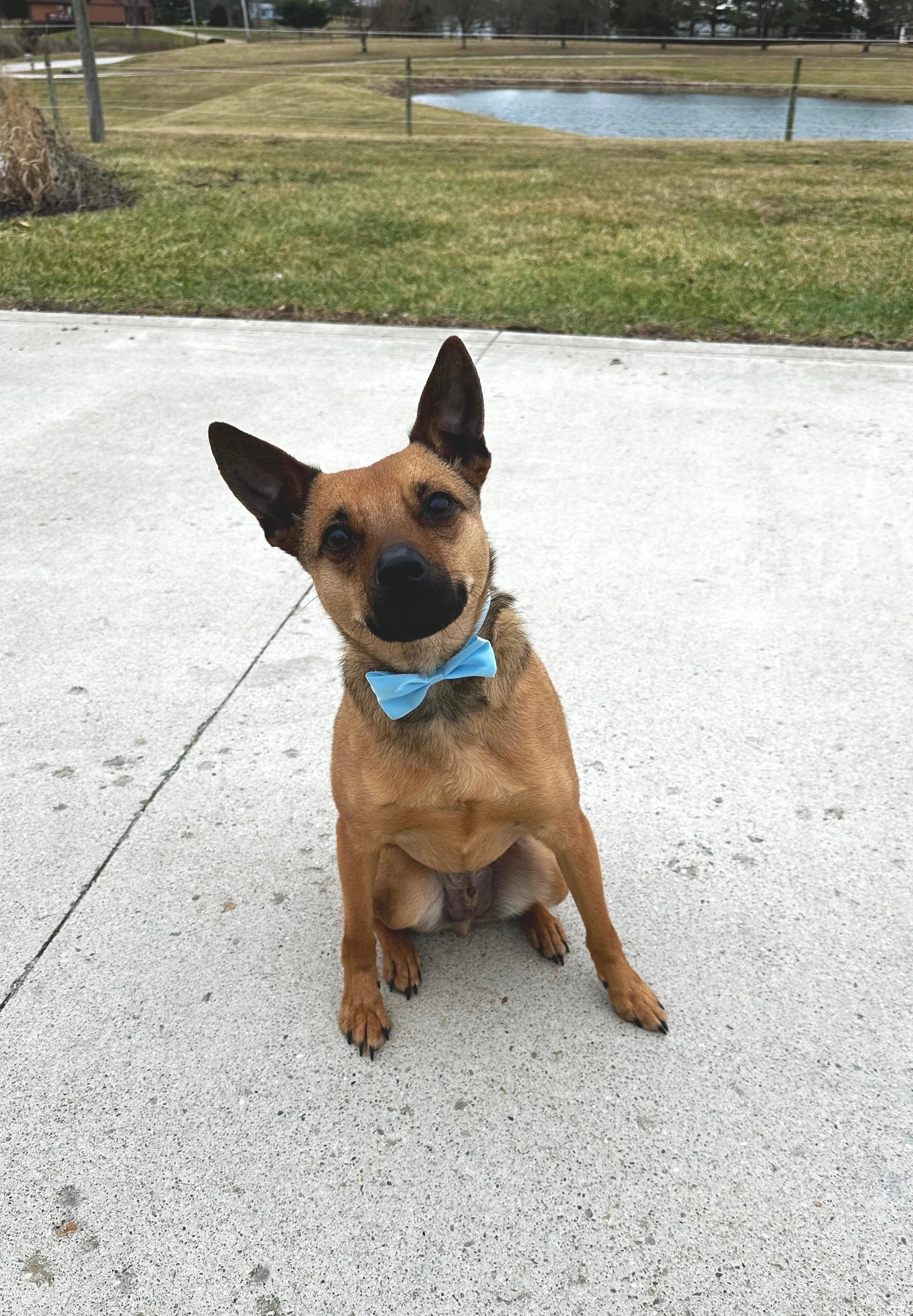 Jax: A Spirited Rat Terrier & Mountain Cur Mix